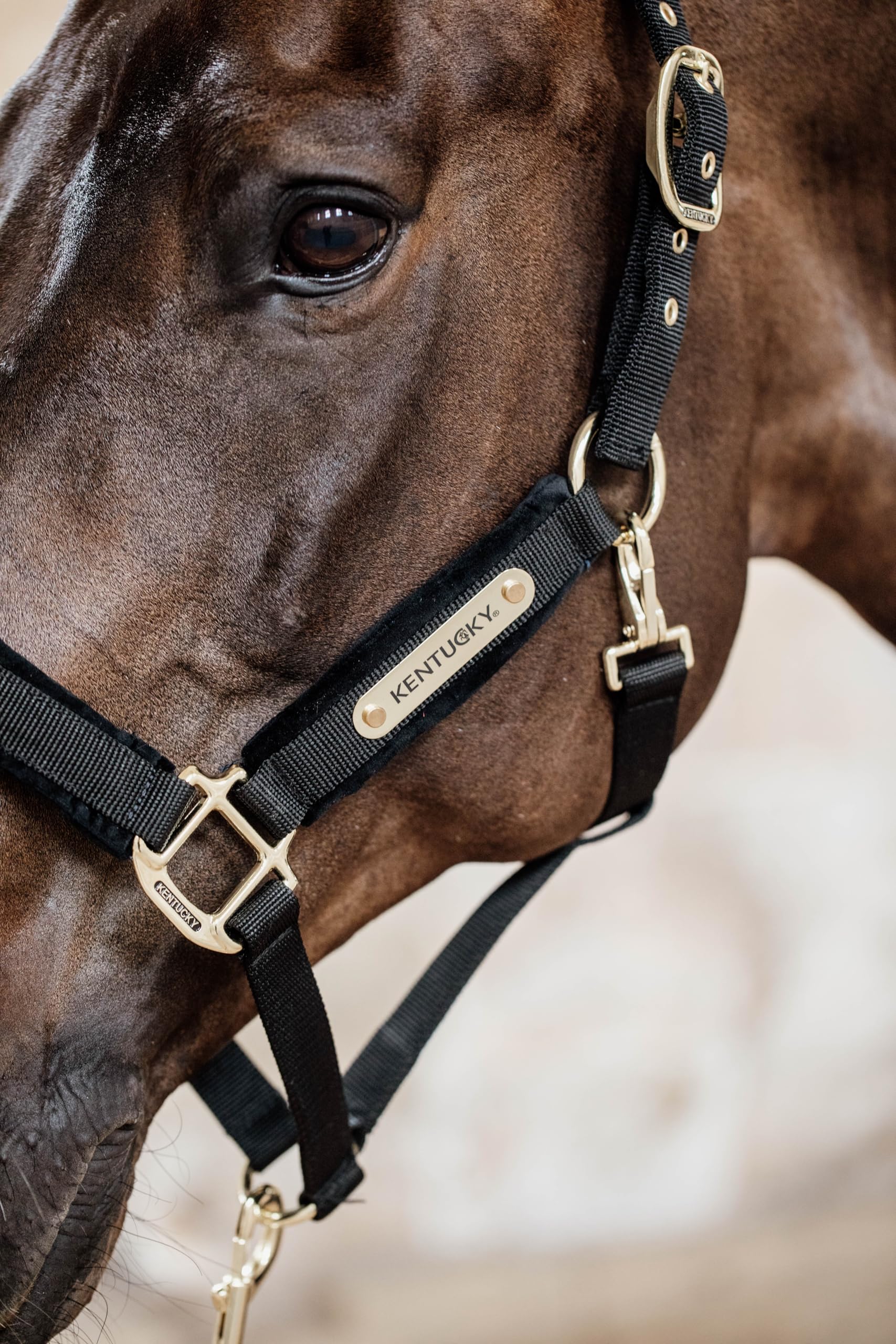 Kentucky Velvet halter