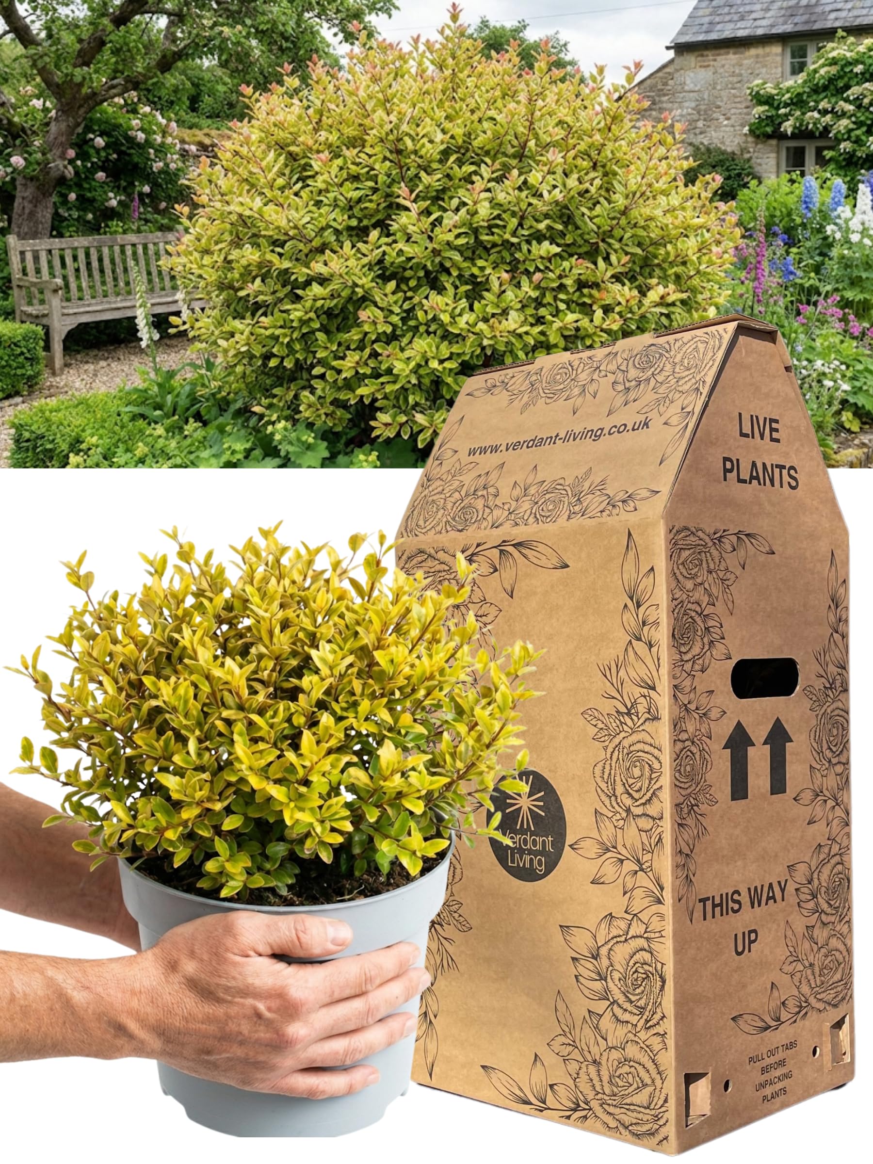 Lophomyrtus ‘Golden Dragon’ Evergreen Shrub for Year-Round Colour – Bright Golden Variegated Foliage Garden Shrub for Pots Borders Landscaping – Hardy Outdoor Perennial Plant for Modern UK Gardens