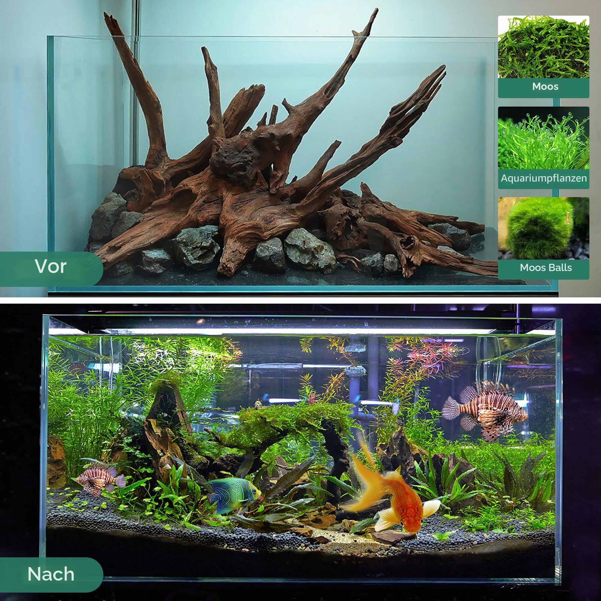 WDEFUN Natürliches Treibholz für Aquarium-Dekoration, 1 Stück, 33-43 cm, großes Treibholz für Dekorationen an Aquarien, Reptilien, Bartdrachen oder Luftpflanzen