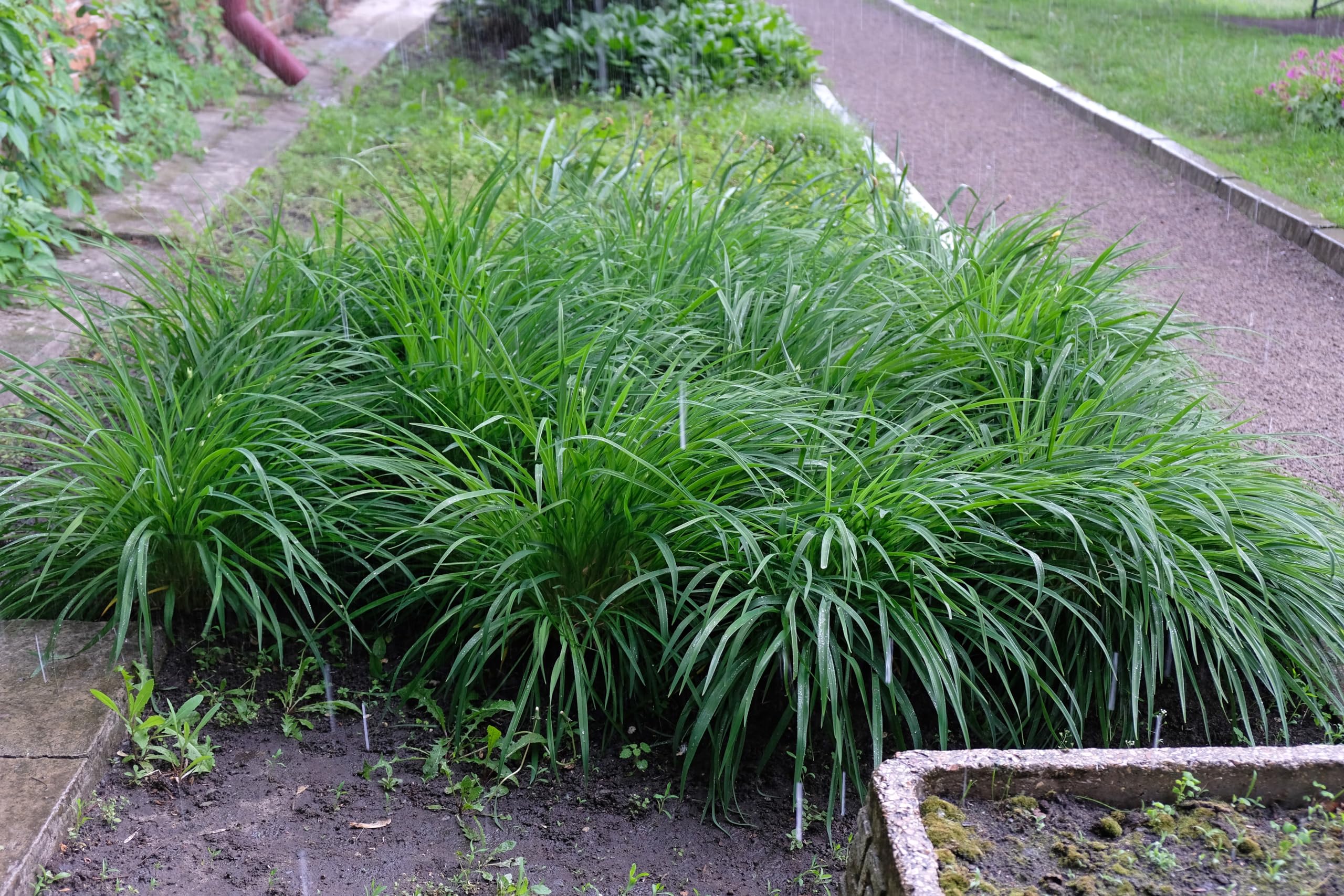 Stauden Gänge 10 x Carex morrowii 'Irish Green' Grüne Japan Segge