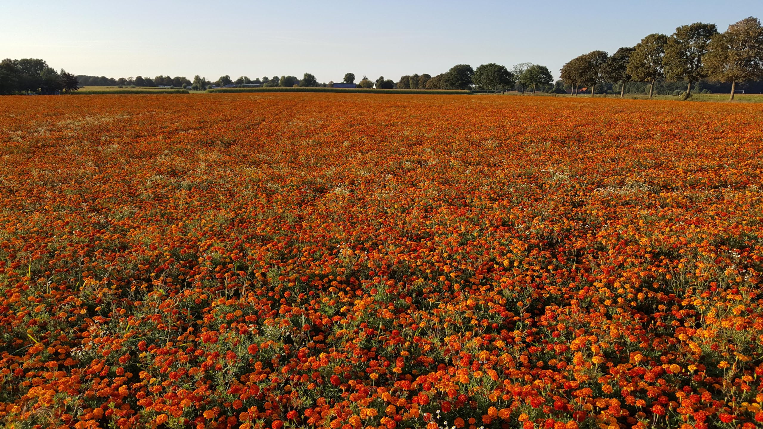 Tagetes (Tagetes patula). ´Abstehende Studentenblume´ Samen. (20000 Samen = 52,0g)