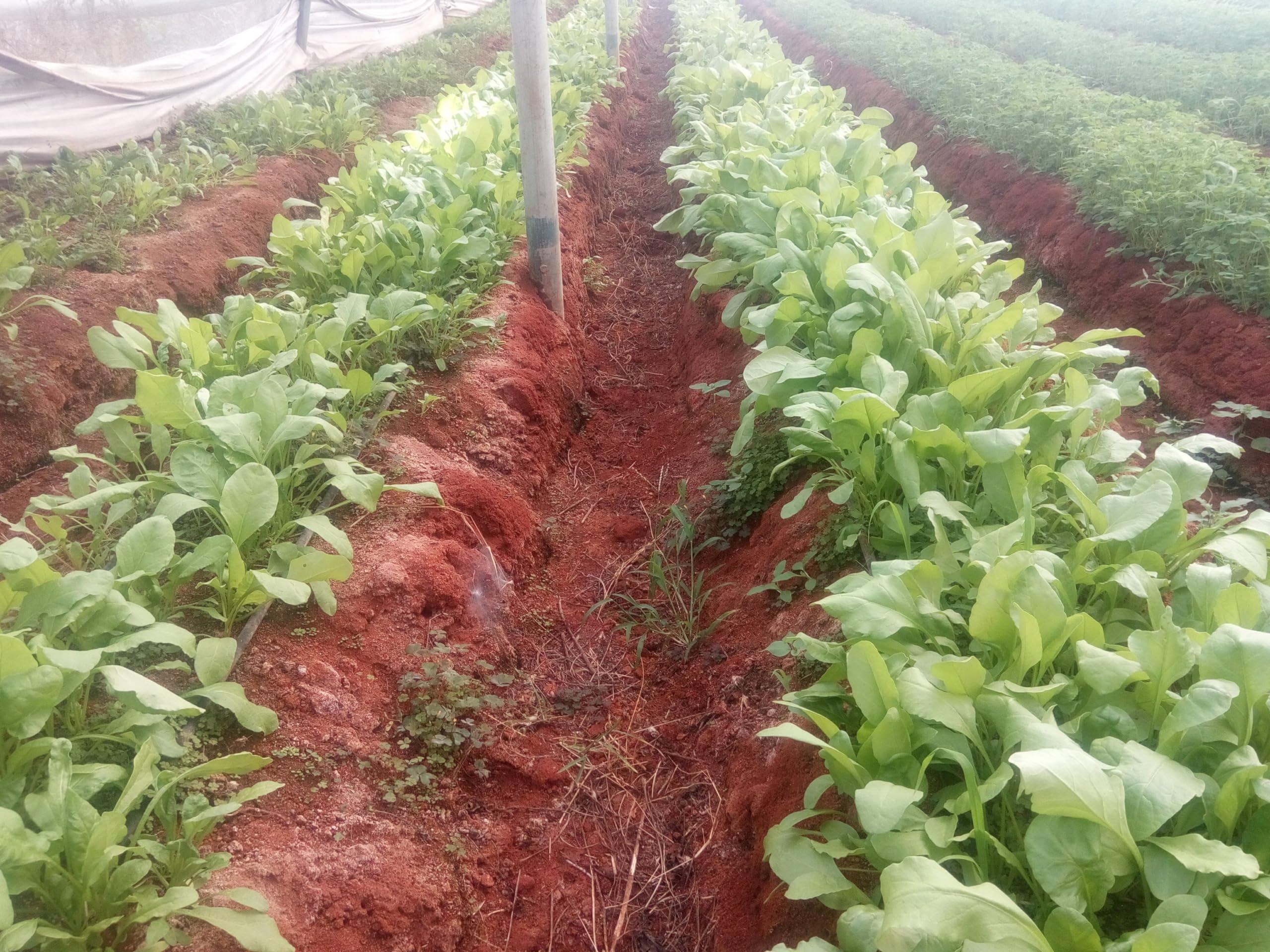 Seed Basket Native/Heirloom Palak Or Spinach Vegetable Seeds (20 Grams) - Image 5 thumbnail