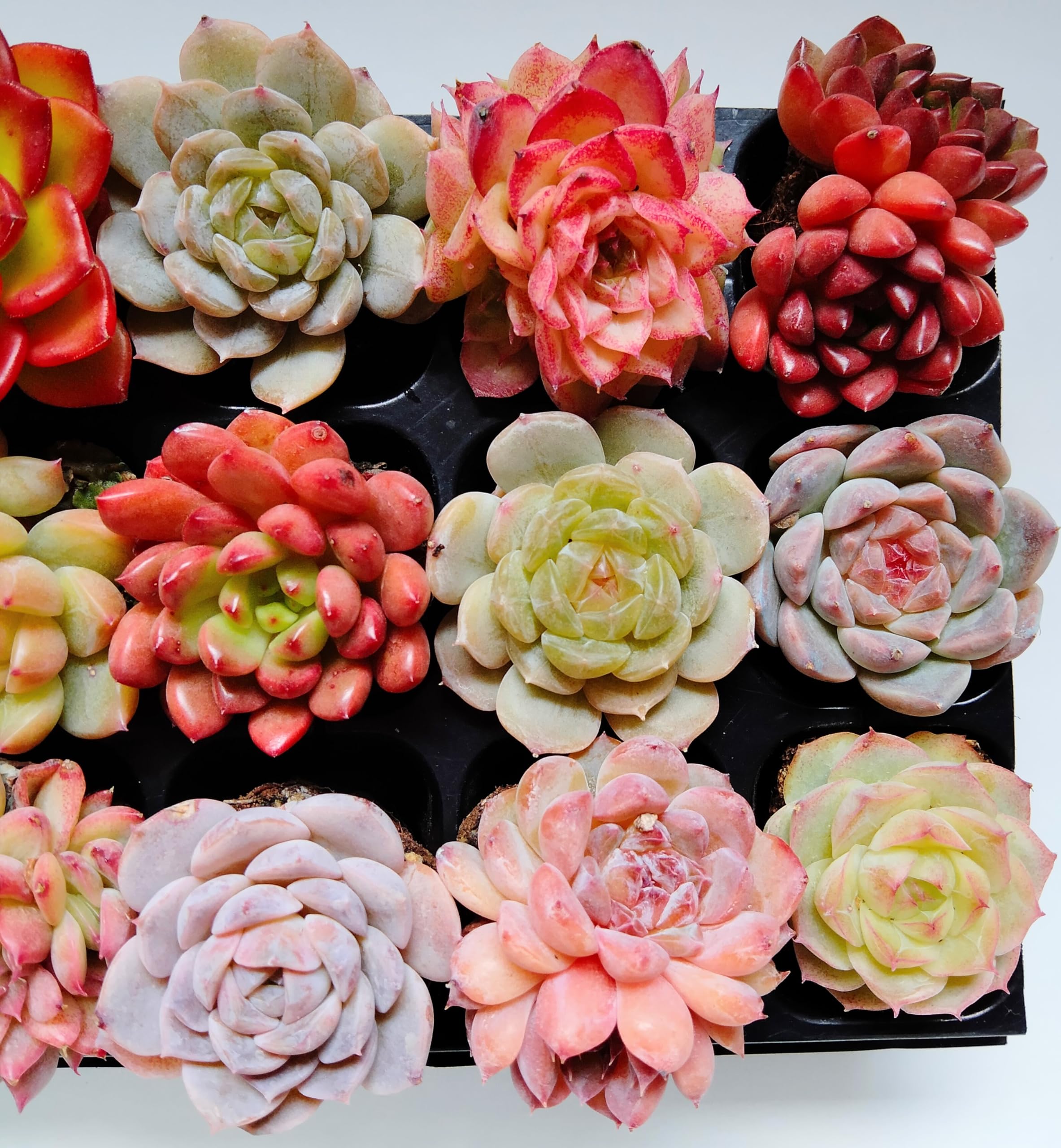 ちっちゃな多肉の寄せ植え（エケベリア・セダム） Amazon｜多肉植物 おまかせ 15個セット（土付き・根付き苗） 寄せ植え