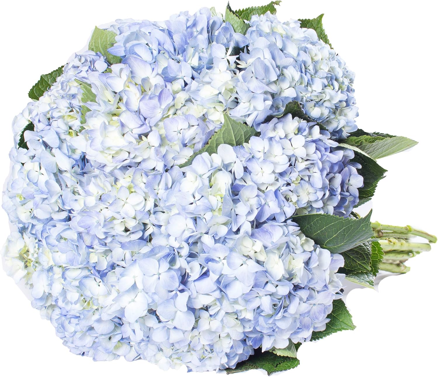 Bloomingmore | Fresh Cut Flowers | Blue Hydrangeas | 30 Stems | Home, Office, Wedding Decor, DIY, Party Event, Housewarming, Teacher and Engagement
