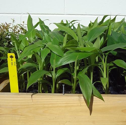 Miniatura 4 de Plantas de plátano Basjoo incluye cuatro (4) plantas resistentes al frío