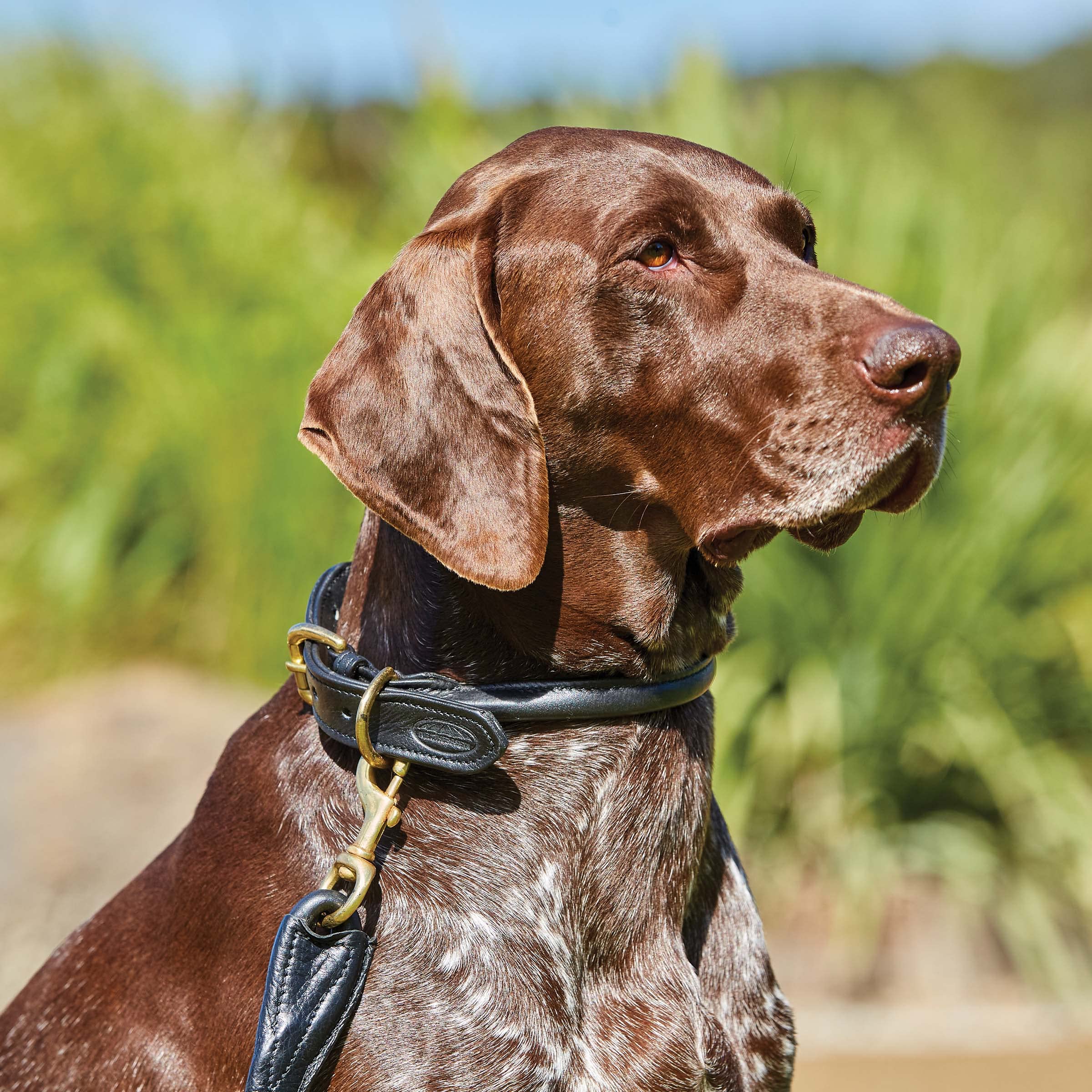 Weatherbeeta Rolled Leather Dog Collar – Weiches Roll-Lederhalsband Für Hunde Mit Langem Fell, Größe X-Large, Schwarz