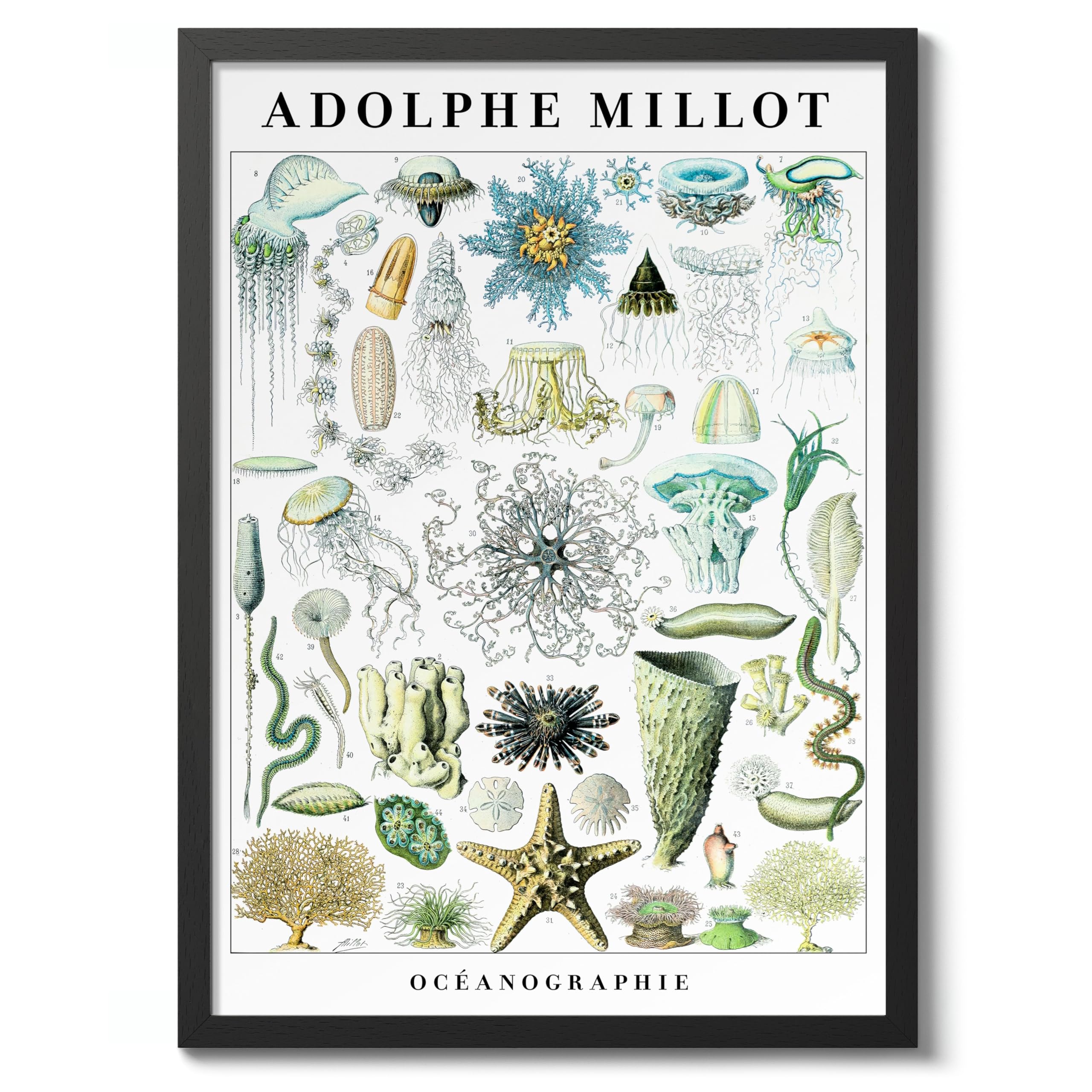 Oceanography Poster, Vintage Botanical Art Prints, Retro Encyclopedia Illustration Wall Art Plants Botany Pictures, Bedroom Living Room Home Decor, 50x70cm (Black Frame) - 53x73cm