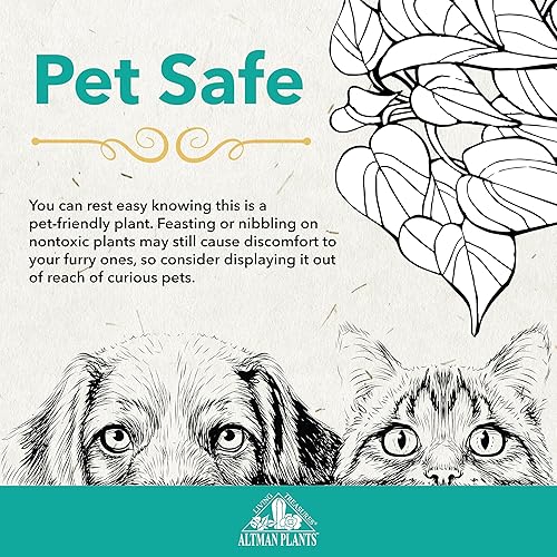 Miniatura 4 de Altman Plants, Planta de árbol de dinero vivo, árbol de dinero Pachira Aquatica, árbol de dinero Feng Shui, planta de pachira acuática, árbol de