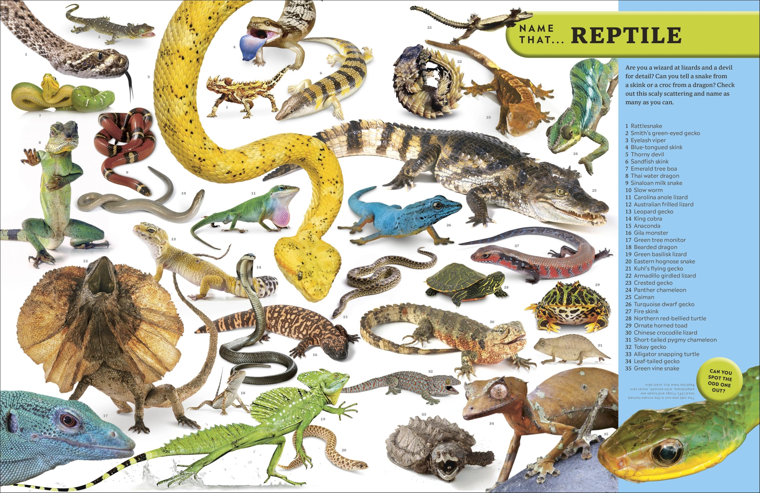 Eyewitness Encyclopedia of Animals