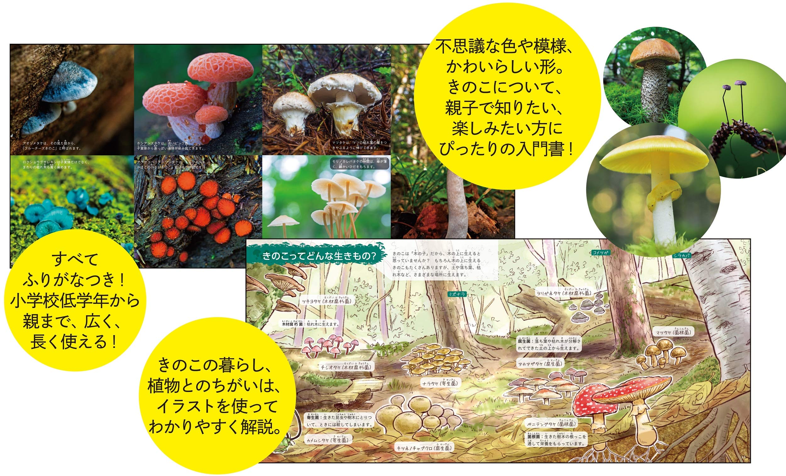 いつでも どこでも きのこ 森の小さな生きもの紀行2 保坂 健太郎 新井 文彦 本 通販 Amazon