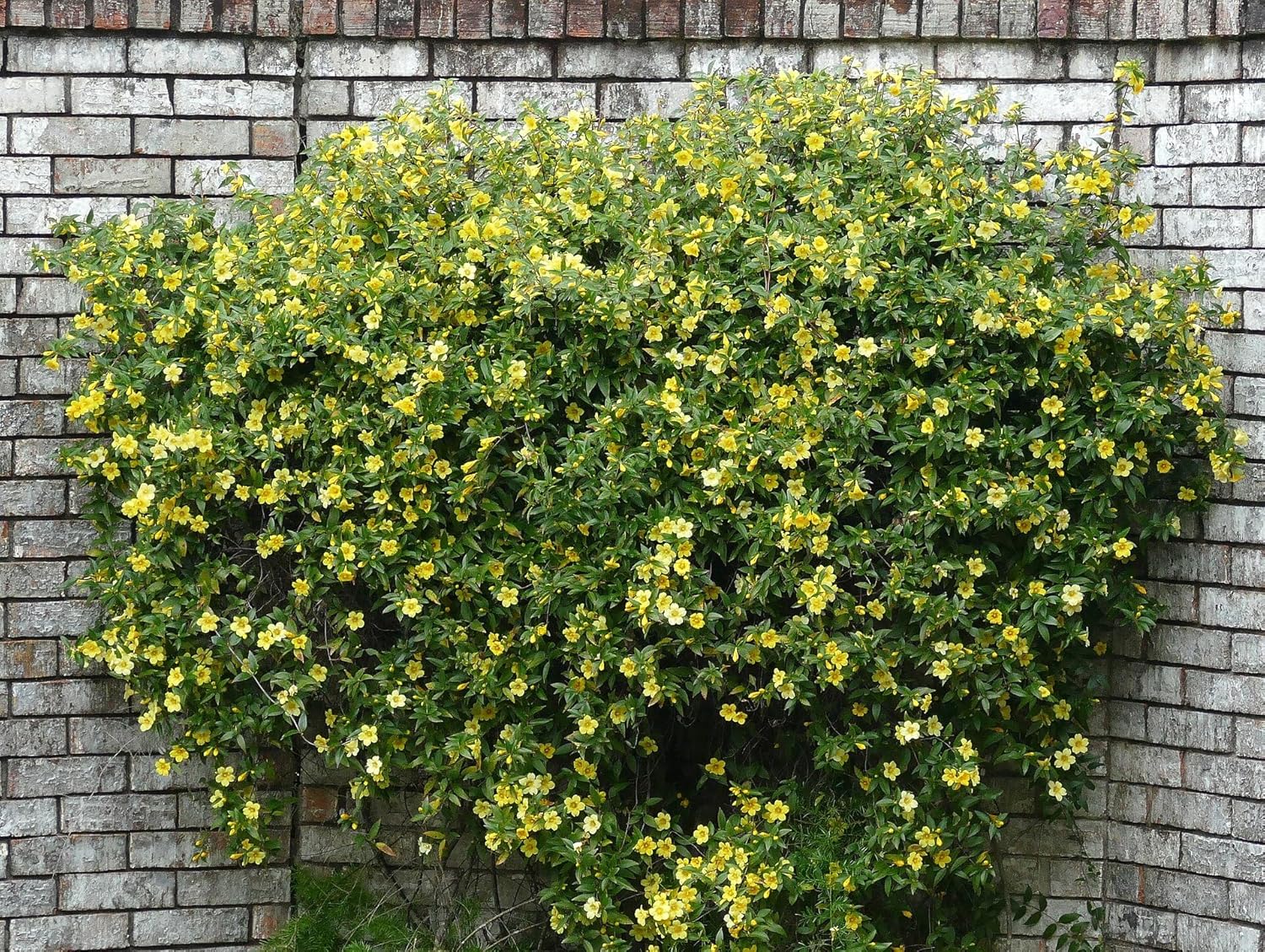 Carolina Jasmine Plant, Live Evergreen Vine, Fragrant Yellow Blooms, Fast Growing Climber for Trellis, Fences, or Arbors - Gelsemium sempervirens - 2 Cups