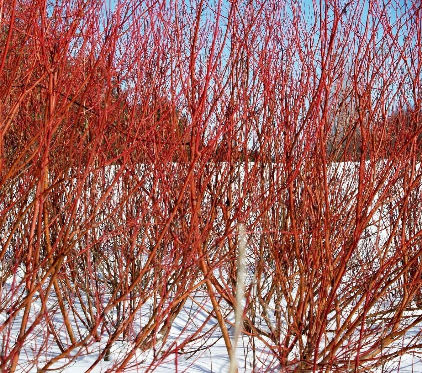 5 Red Twig Dogwood Shrubs Red Osier Bushes