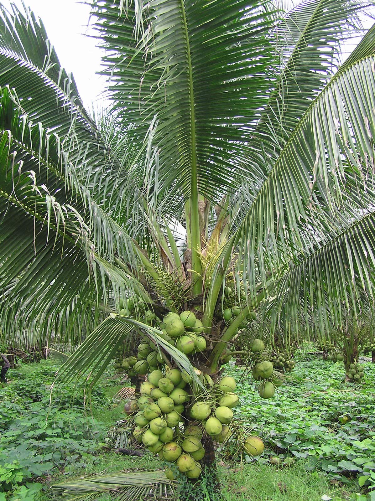 Buy MTech Gardens Hybrid Rare Coconut Live Qualitative Hybrid Kerala