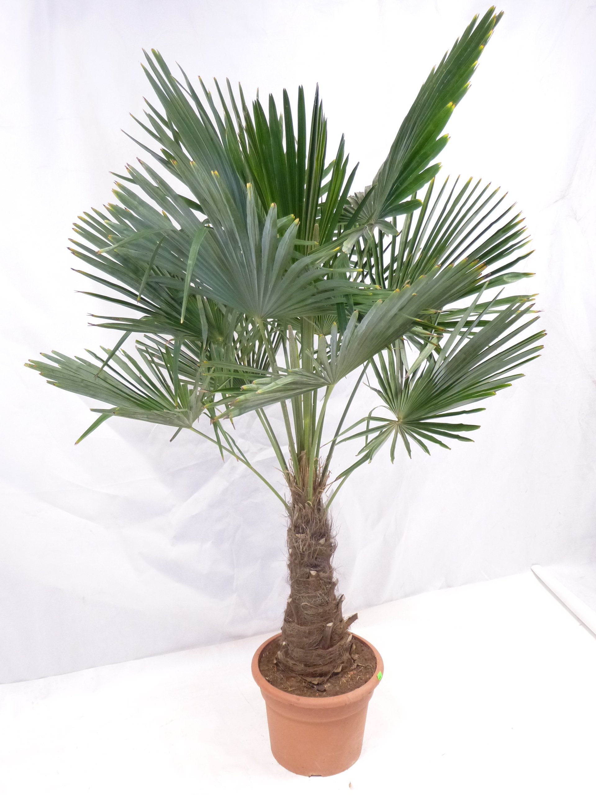 XXL Winterharte Palme XXL Stamm 40-50 cm - Trachycarpus fortunei "Chinesische Hanfpalme" 160-170 cm