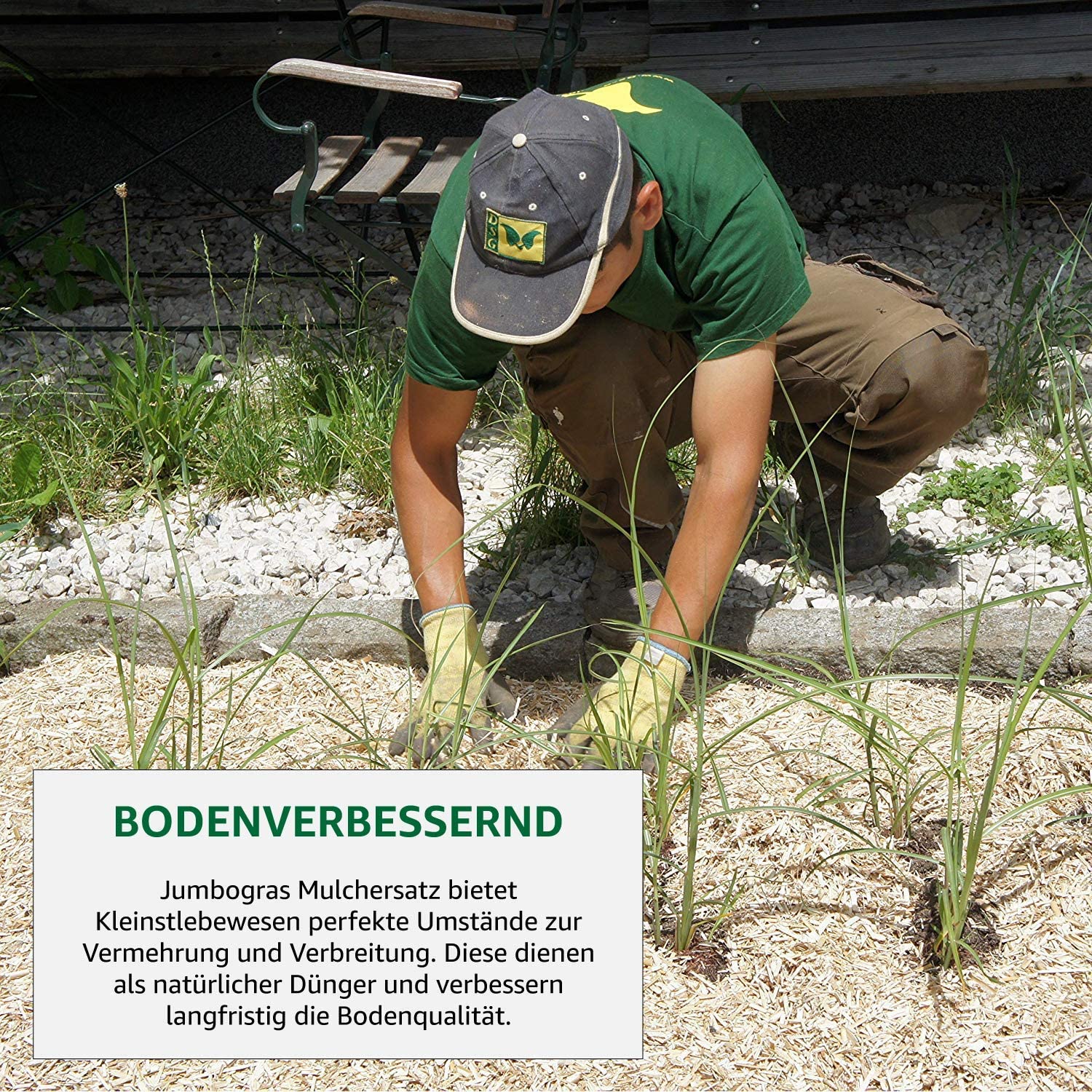 dnger kaktus ProviPlant Kakteen-Dnger: Fr Indoor & Outdoor Kakteen & Sukkulenten