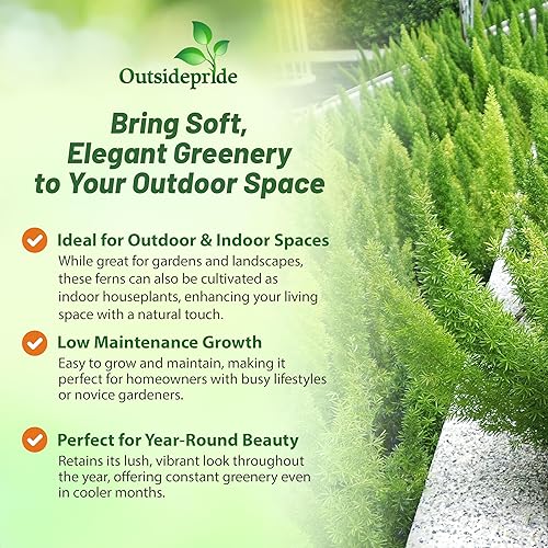 Miniatura 3 de Outsidepride - Semillas de espárragos Meyeri