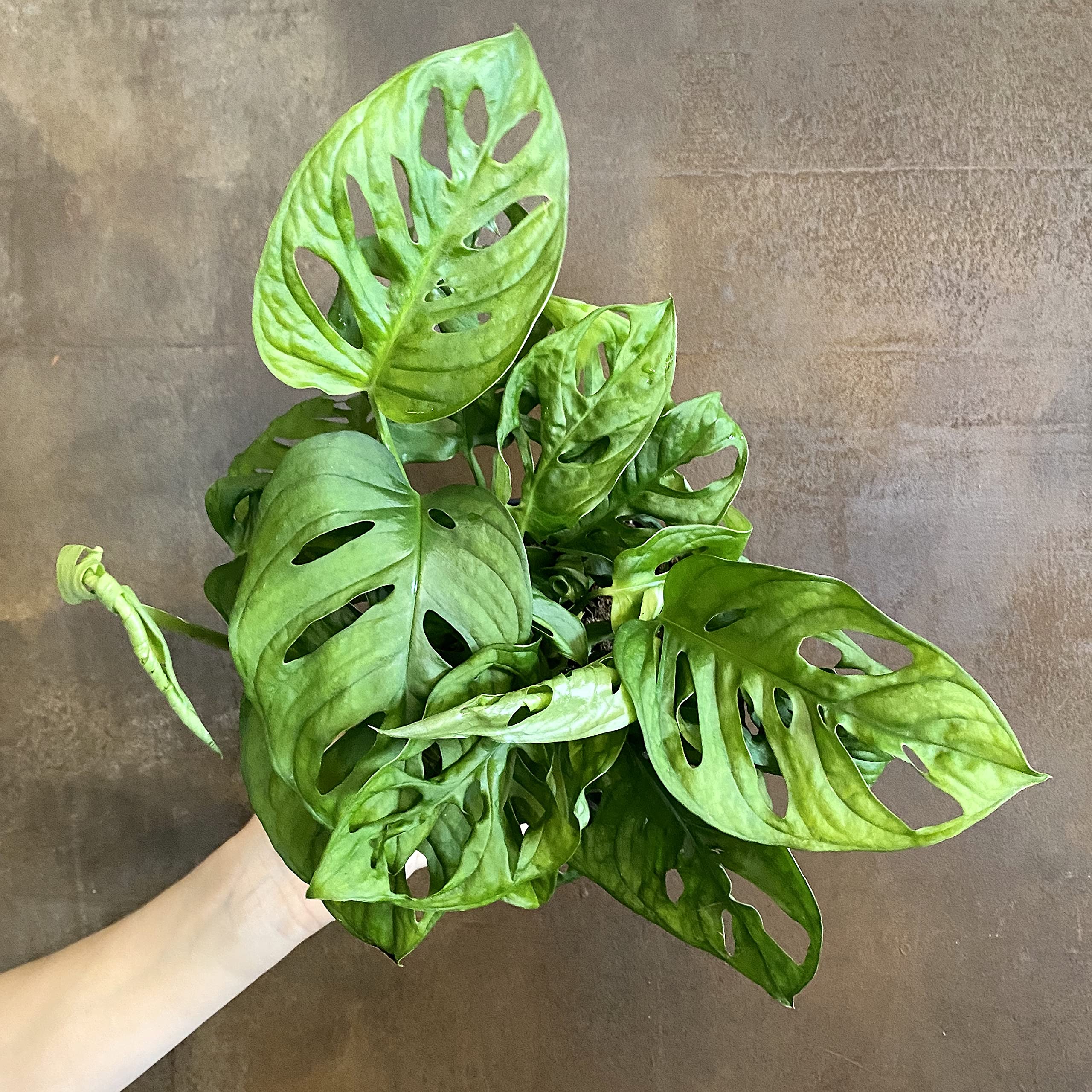 Amazon.com : Monstera Swiss Cheese Plant Hanging Basket - Live Plant in a 4  Inch Hanging Pot - Monstera Adansonii - Beautiful Easy to Grow Air  Purifying Indoor Plant : Patio, Lawn & Garden