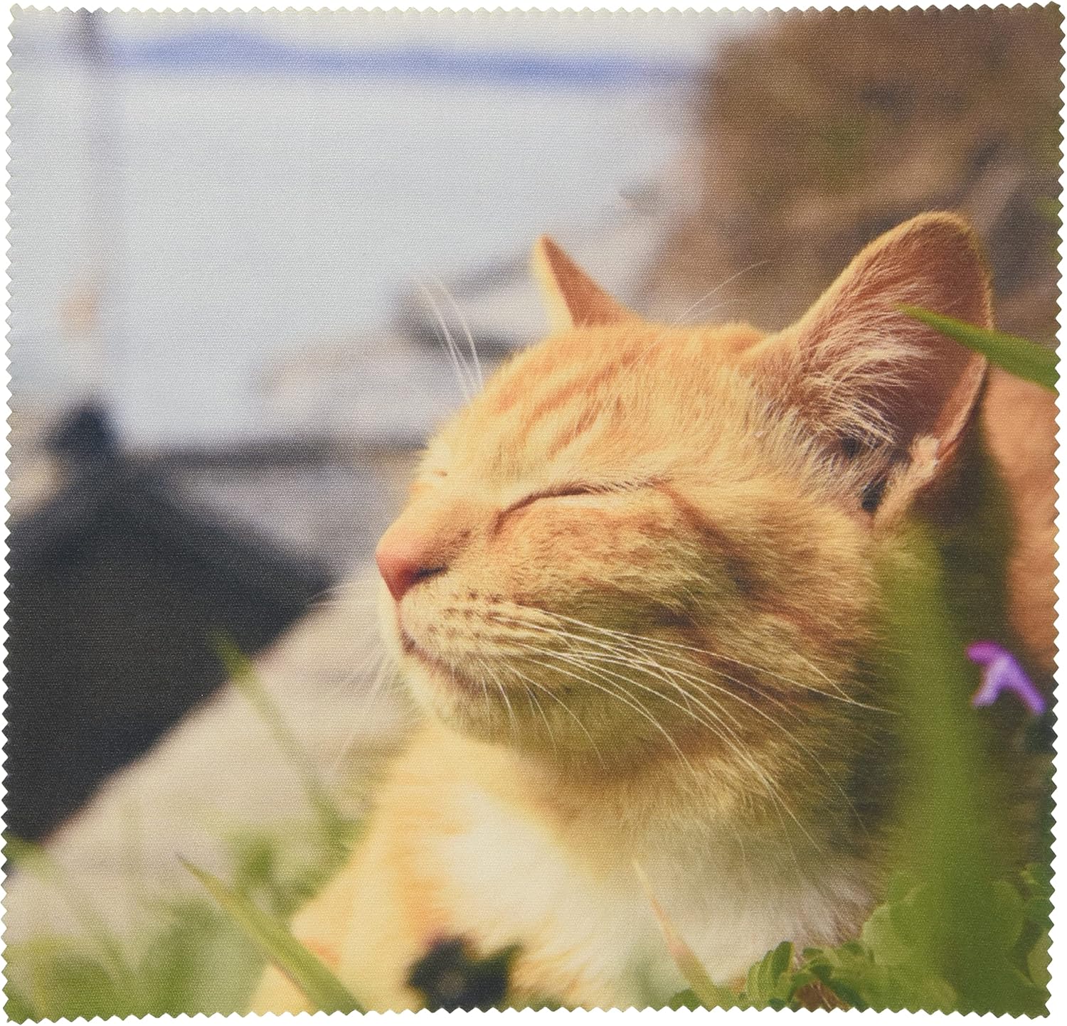 メイガン メガネ拭き かわいい 猫 写真 の マイクロファイバークロス 茶トラ 五十嵐健太 飛び猫 シリーズ 3222 06