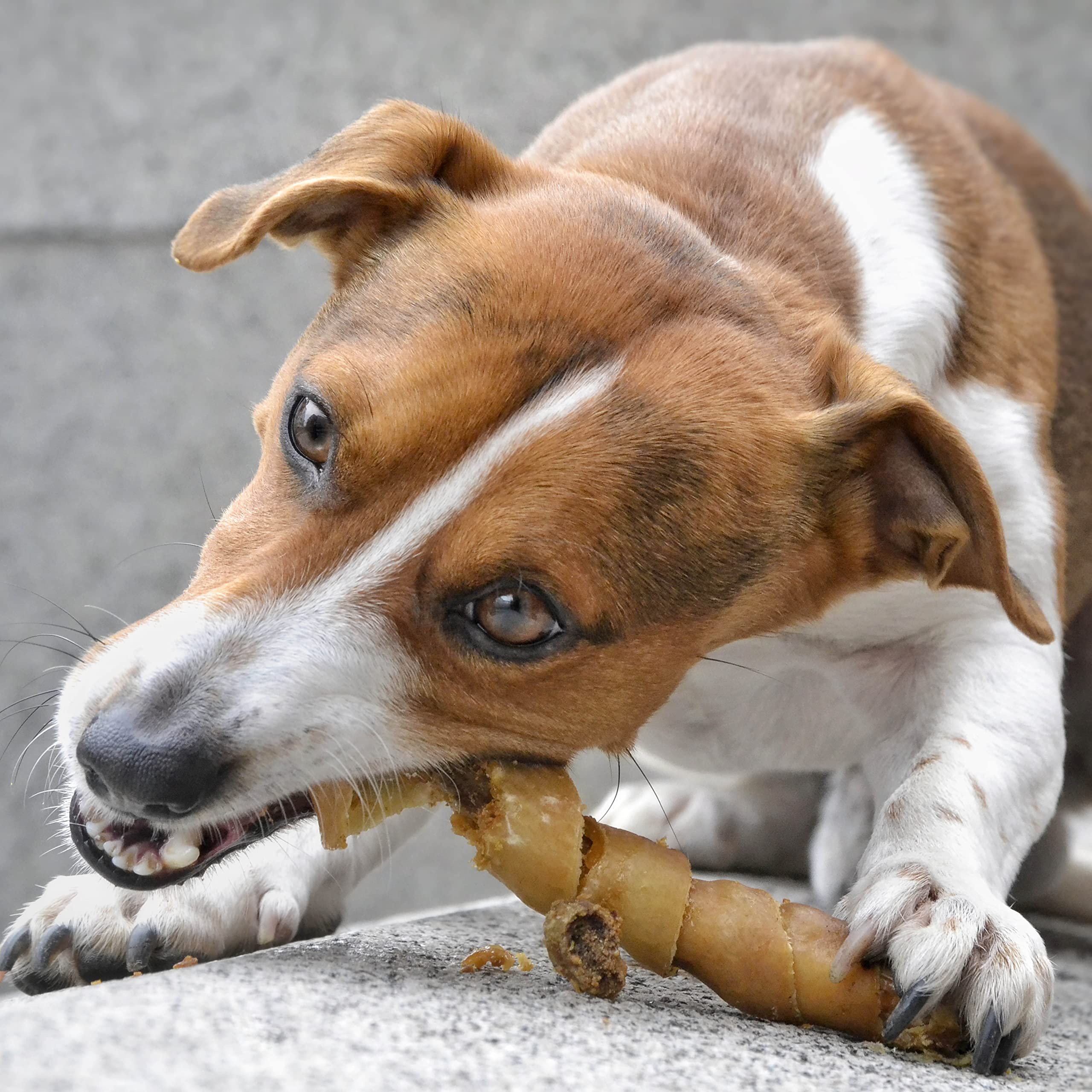 Carnello Hondenchips, hondensnack, graanvrij, lekkernijen voor honden, hersluitbare zak (3 x 55 g