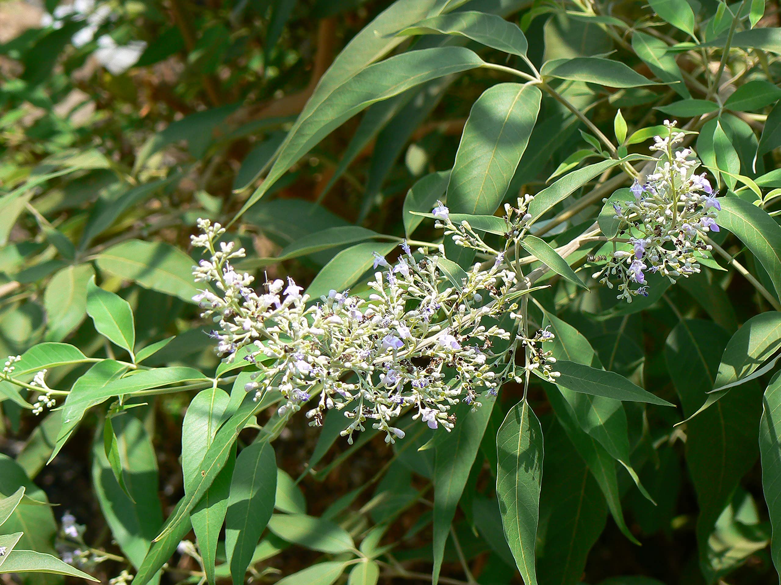 CooPany® Medicinal Plant Nochi/நொச்சி செடி / Vavil/Vitex Negundo Healthy Live Plant (B0971BLBPP) Amazon Price History, Amazon Price Tracker