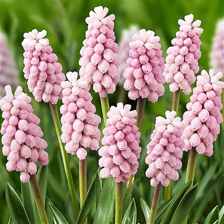 Siddhi Vinayak Gallery Grape Hyacinth Skylight | Musckari | Muscari Flower Bulbs For Outdoor & indoor Gardening | Pack Of 8 Pink Aromatic Flower Bulbs