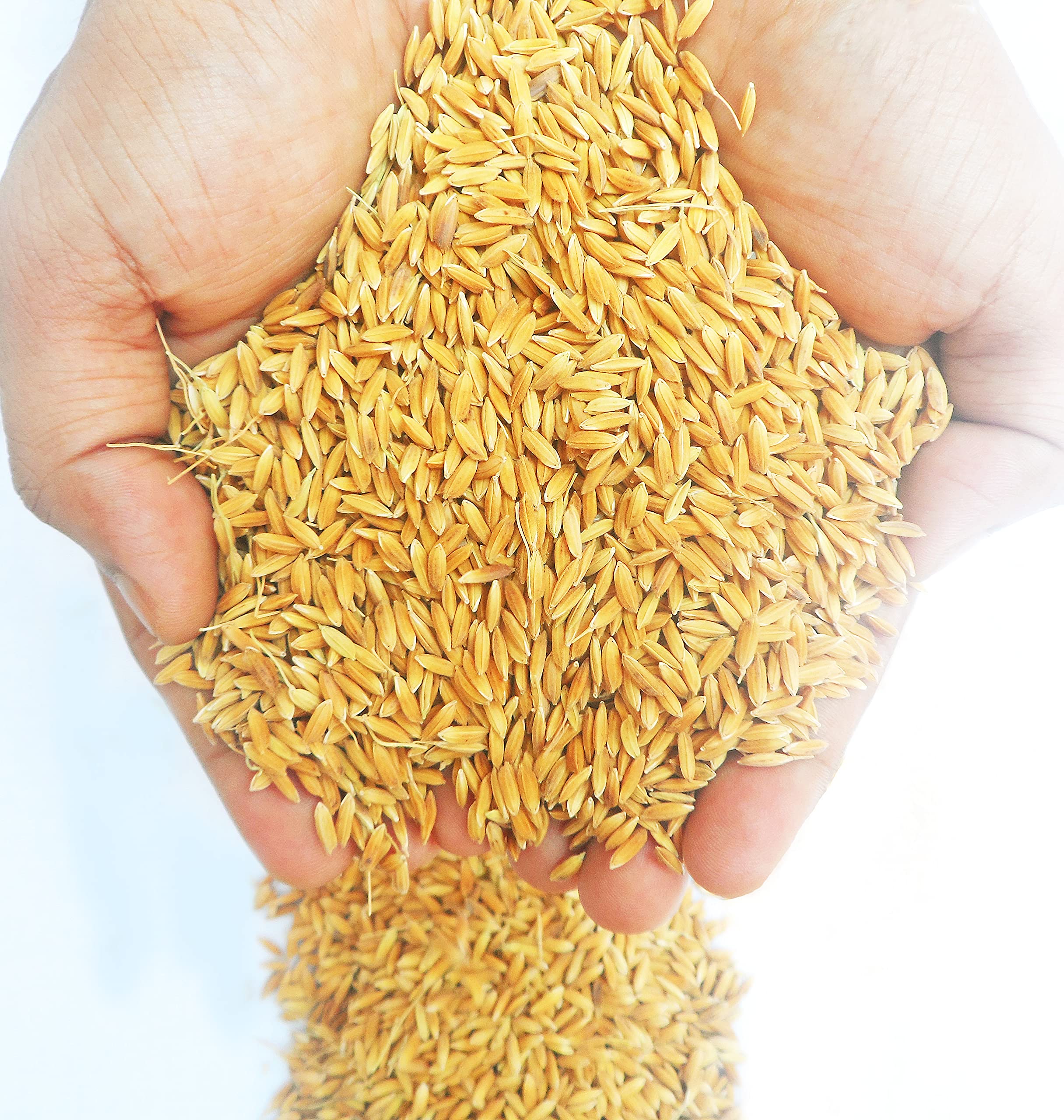 Shakti Premium Paddy Seeds Bird Food for All Types of Birds - 900 gm (B097MLNXR9) Amazon Price History, Amazon Price Tracker