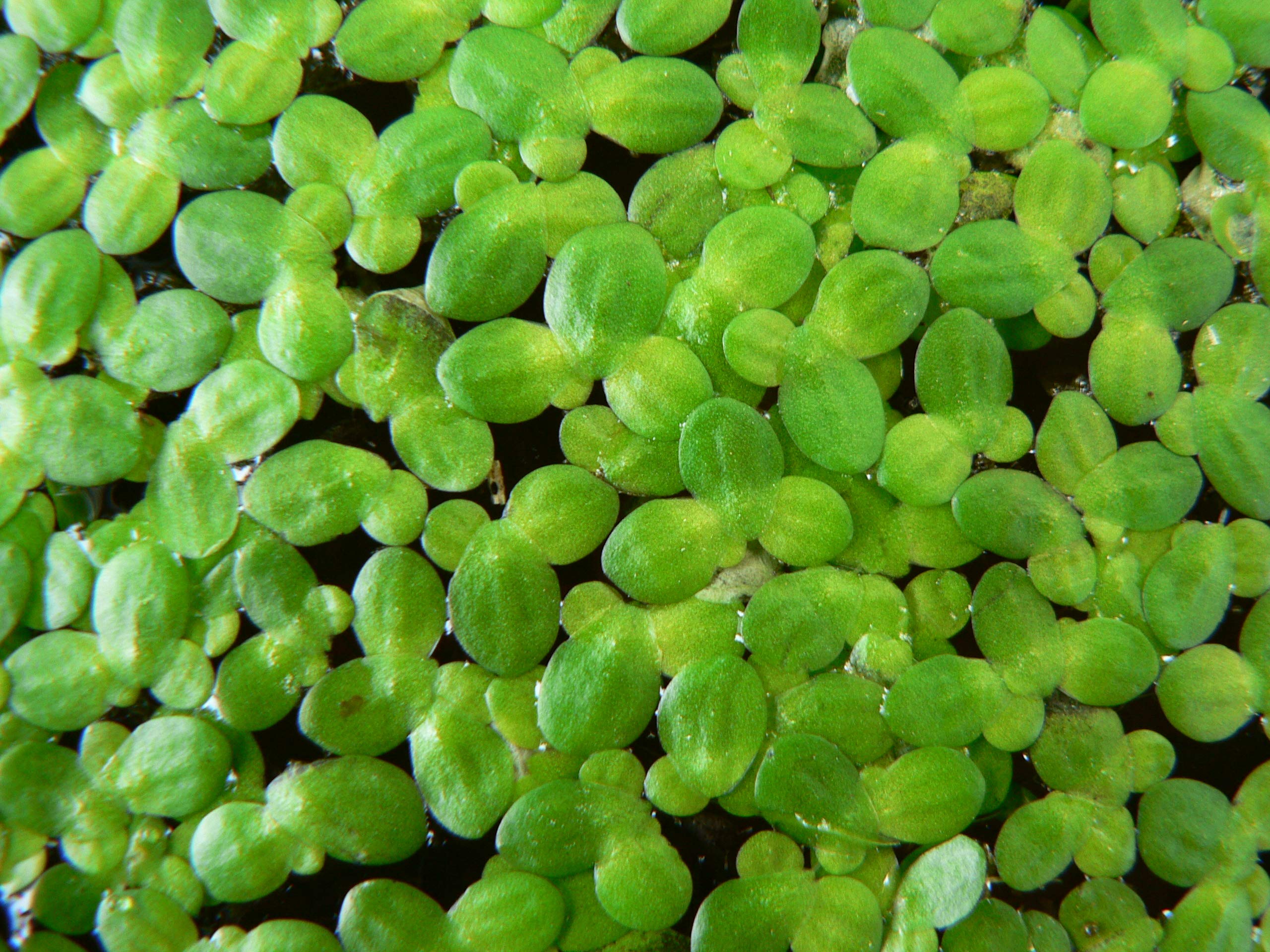 Duckweeds - Lemnoideae Live Aquatic Plant, Also Known as Lemnaceae Home Garden Planting by Heirloom Garden, 1 Table Spoon