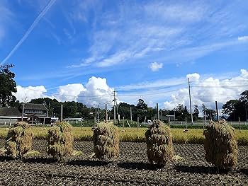 Amazon.co.jp: 太陽の恵み 天日干し 令和6年 宮城県 登米産 玄米