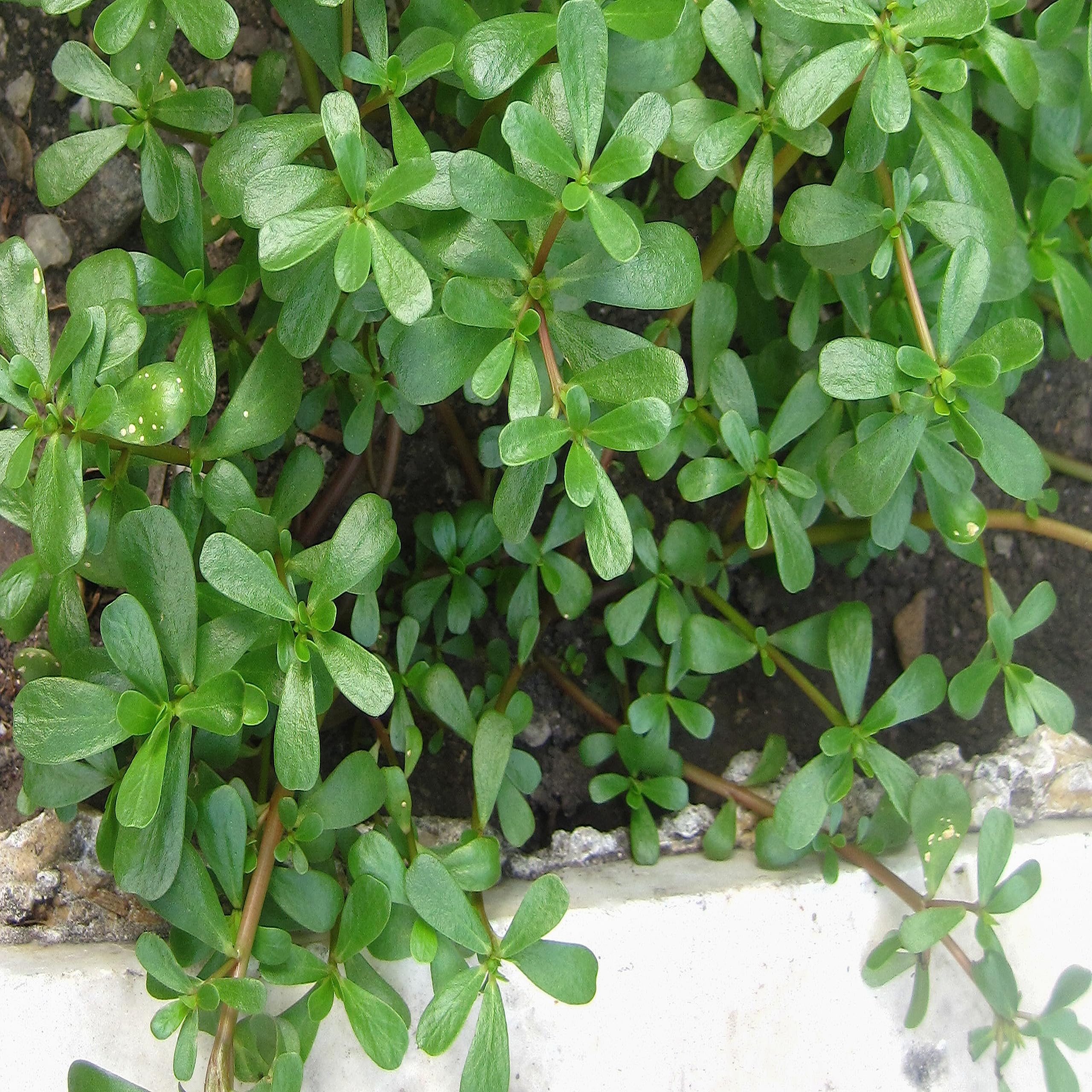 See full amazon price history chart for Organic Kulfa Saag (Purslane leaves) Seeds, Loni Bhaji Seeds, Nutritious and Tasty Leafy Vegetable for Home Gardening Organic Kulfa Saag (Purslane leaves) Seeds, Loni Bhaji Seeds, Nutritious and Tasty Leafy Vegetable for Home Gardening (B0CBVR7R1Z) Amazon Price History, Amazon Price Tracker