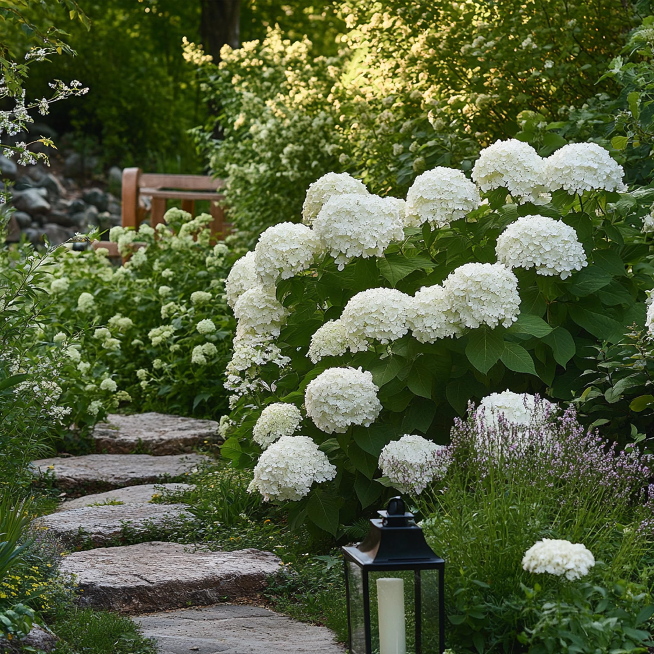 Plant in a Box - Hortensia Strong Annabelle - Set de 3 - Hortensia - Arbusto Deciduo Fuerte y Resistente al Invierno - Maceta 19cm - Altura 30-40cm