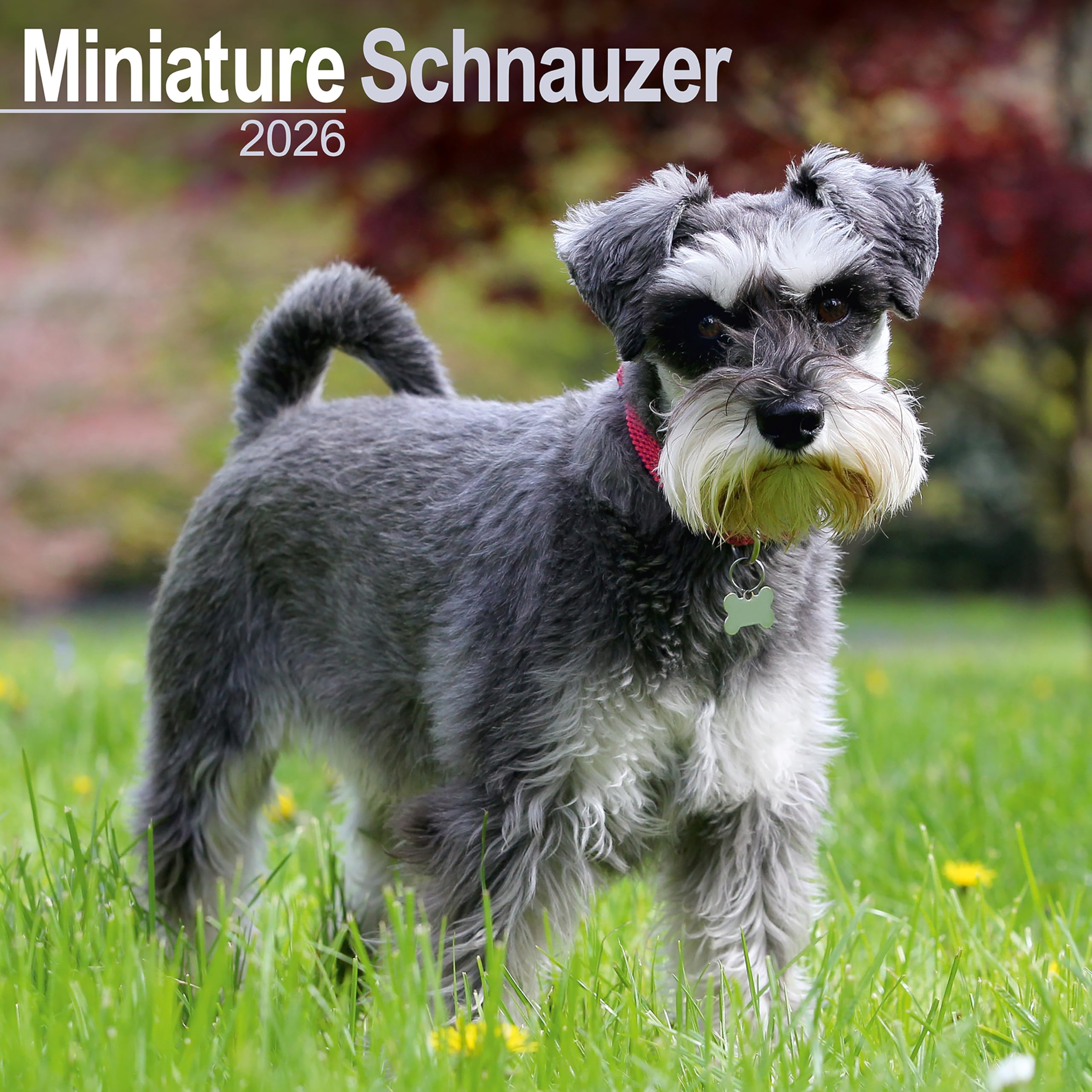 Schnauzer Miniature 2026 Calendar | Square Wall Calendar | Dog Breed Gift | Plastic Free Packaging | by Avonside Publishing