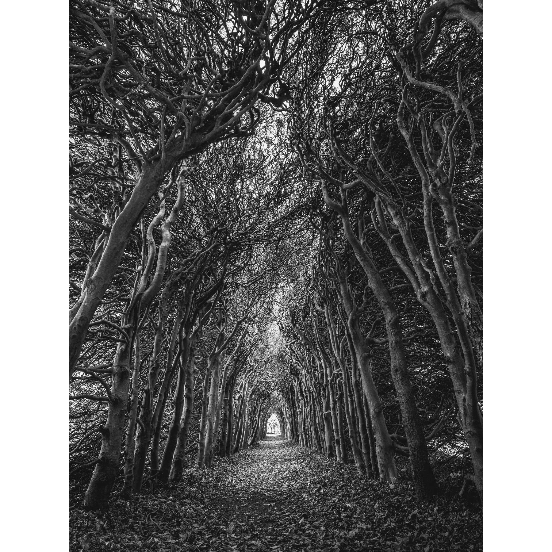 Artery8 Tree Tunnel Lane Atmospheric Black White Large Wall Art Poster Print Thick Paper 18X24 Inch