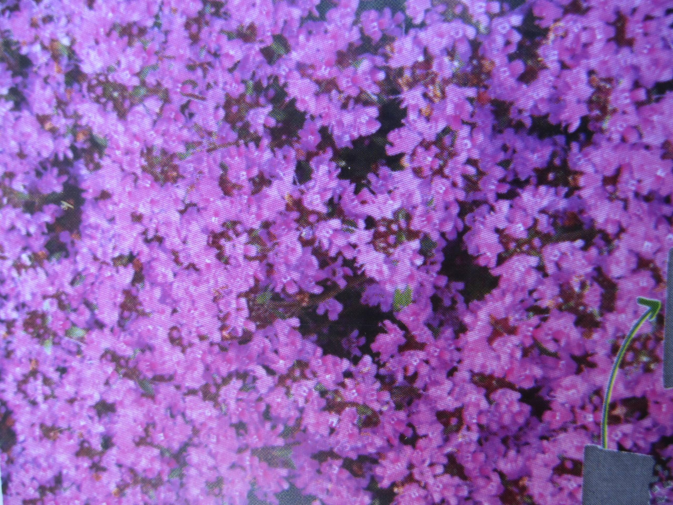 Thymus praecox Red Carpet - Frühblühender Garten Thymian Verpackungseinheit 20