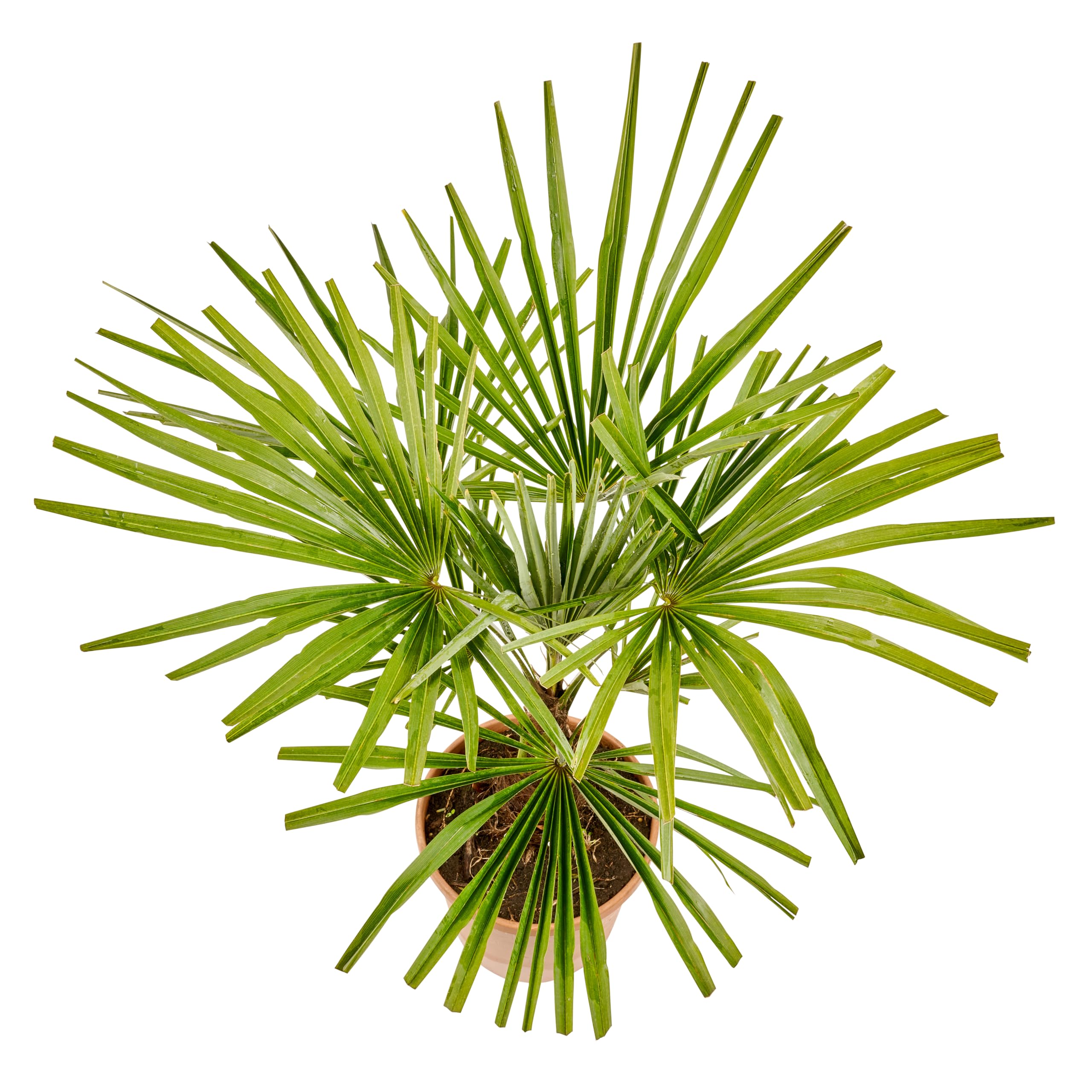 Meine Orangerie Hanfpalme Trachycarpus - Frosthart bis -19 Grad - im Ø 22cm Topf - Chinesische Hanfpalme - Winterharte Palme (Ø 22cm)