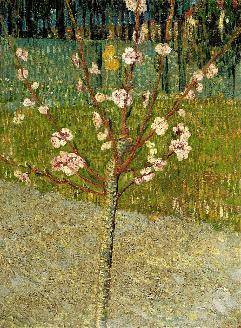 Impression d'art Amandier en fleurs de Van Gogh qualité archive mat
