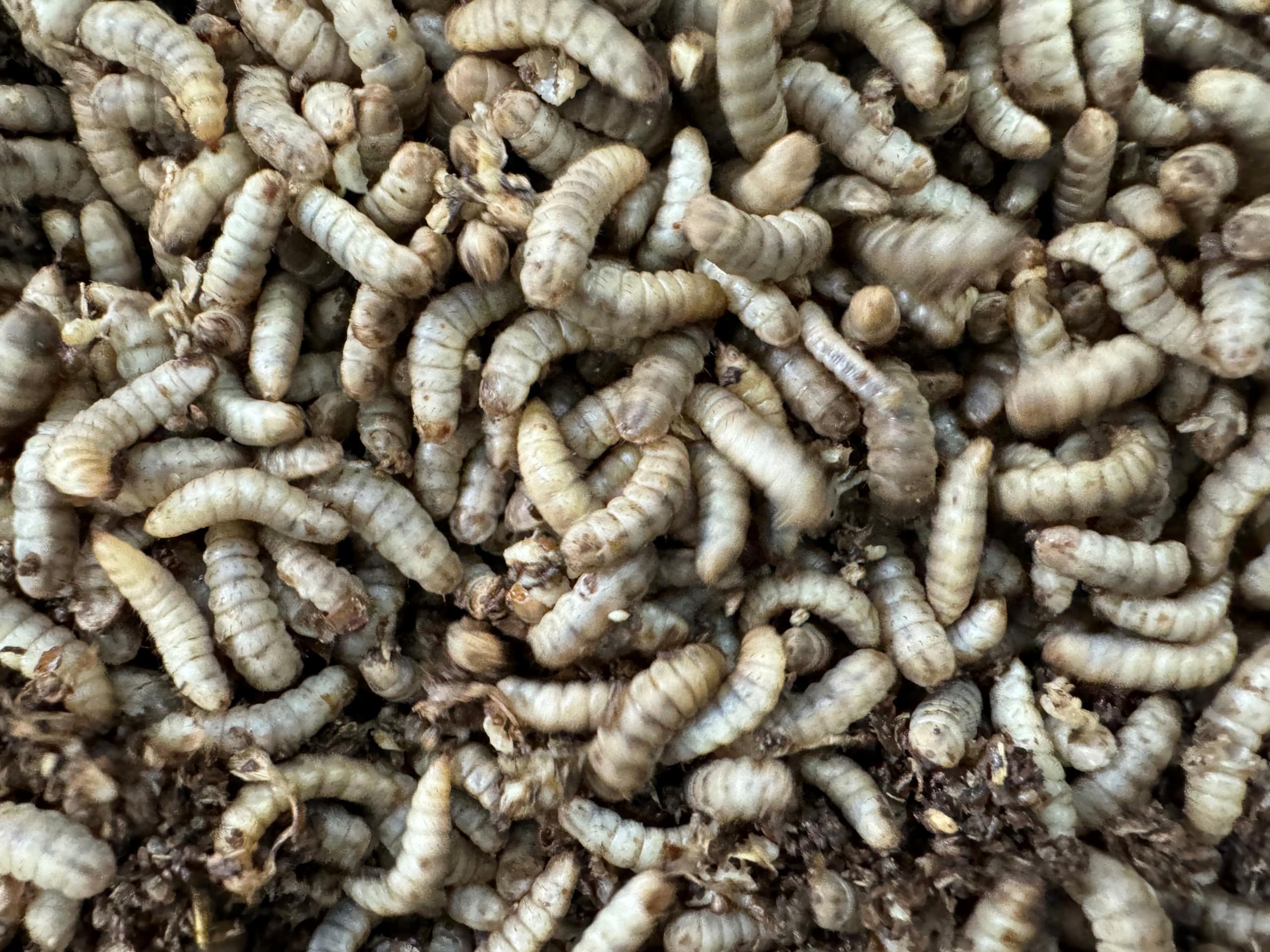 Livefood UK Live Calci Worms 500 Available in tubs and bulk bags (5 tubs of 100)