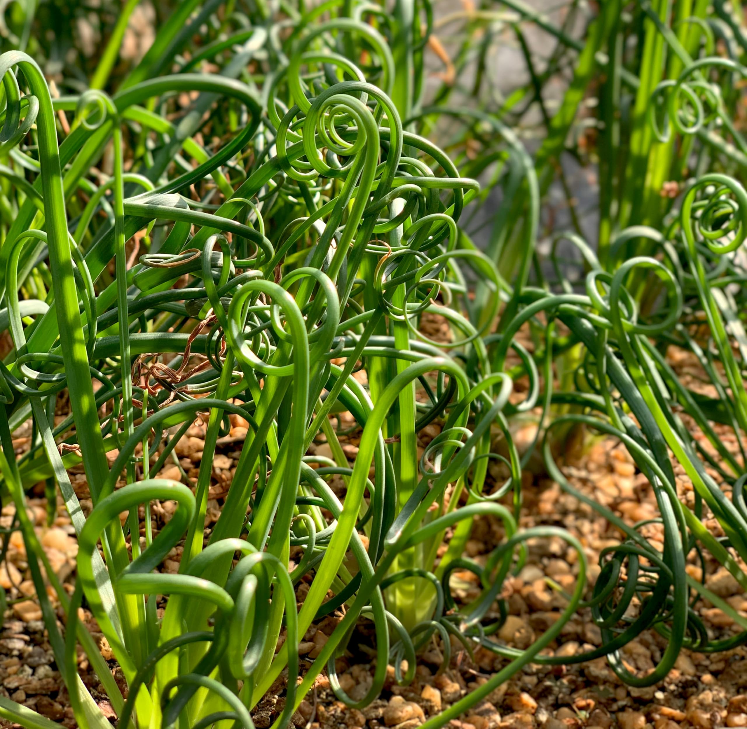 Lincolnshire Pond Plants Ltd - Juncus effusus VAR. spiralis (Corkscrew Rush) - Marginal Pond Plants - MP065-1 / 3Ltr