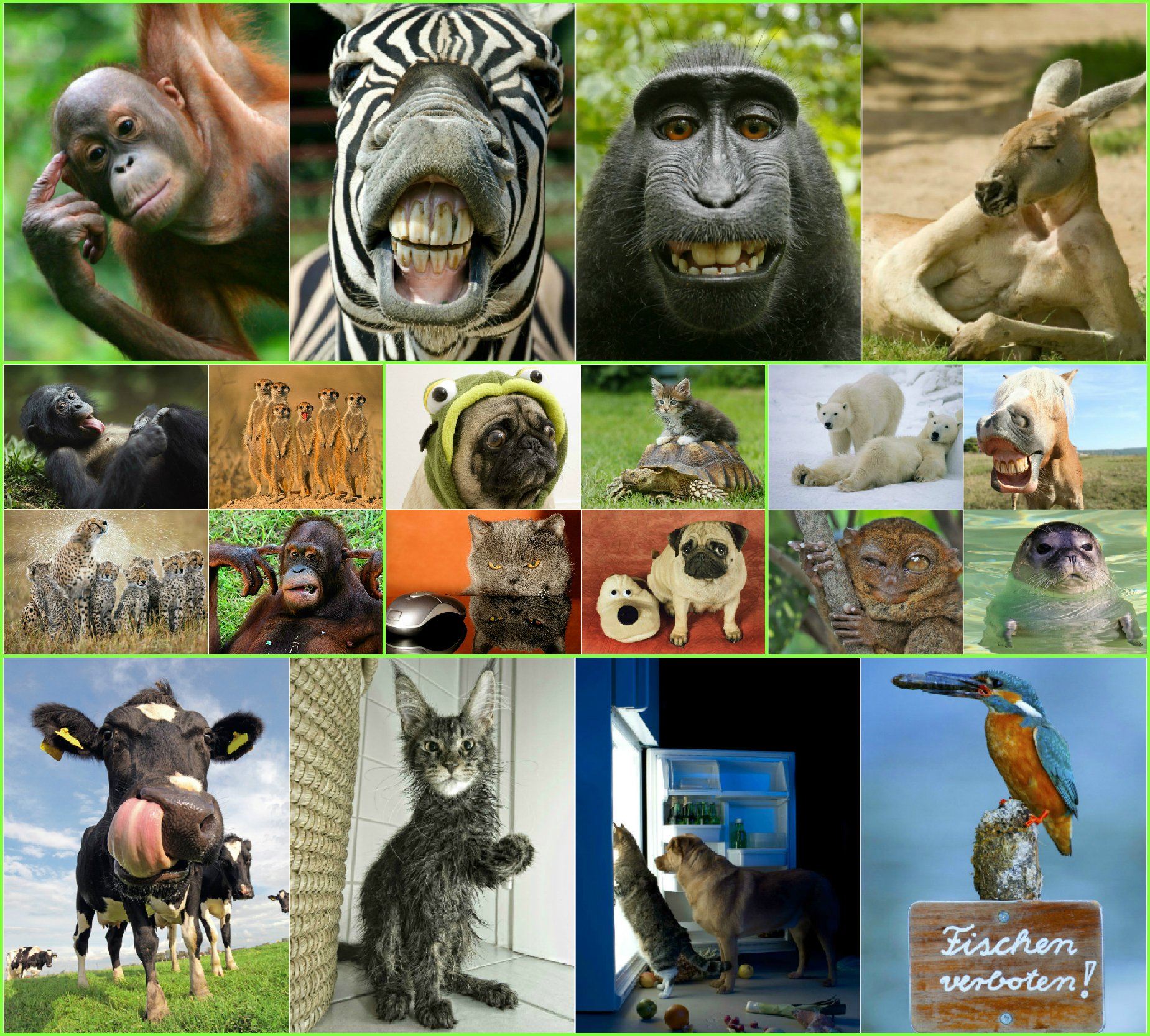 Edition Colibri 100 ANIMAUX: Lot de 100 cartes postales d'animaux avec 100 motifs différents - idéal pour les collectionneurs, les écoles ou pour le postcrossing de