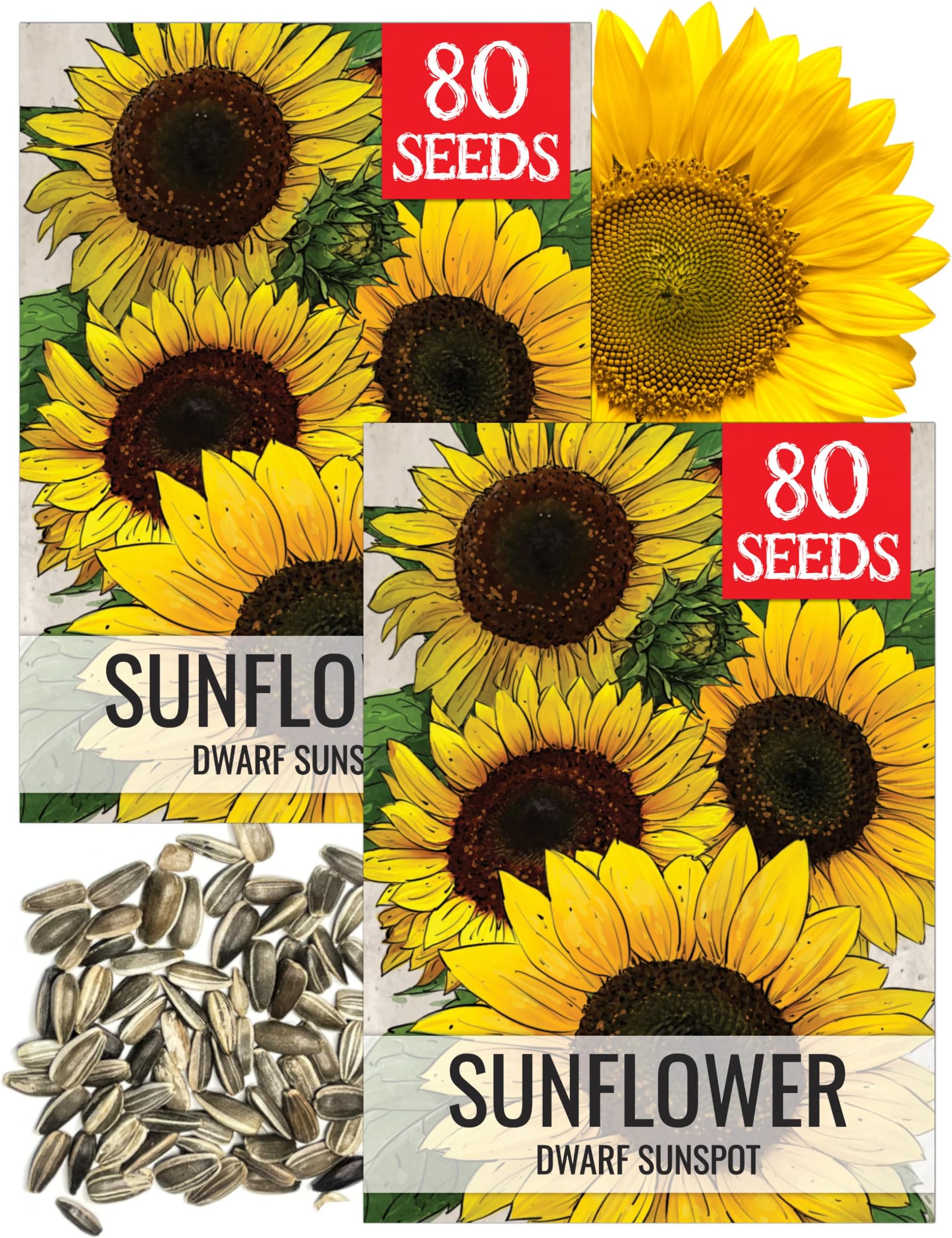 Seed Needs Sunflower Seeds for Planting Dwarf Sunspot Sunflowers - Heirloom & Open Pollinated Annual Cut Flower Seed to Plant 2 Foot Tall Sun Flowers (2 Packs)