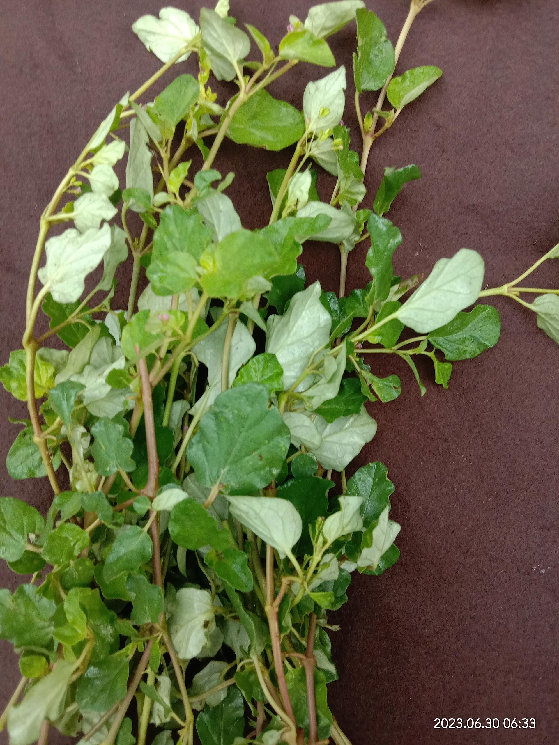 Medicinal & Herb Mookirattai Fresh Leaves | Punarnava | Boerhavia diffusa | Saranai Fresh Leaves with Stems - 50 Grams