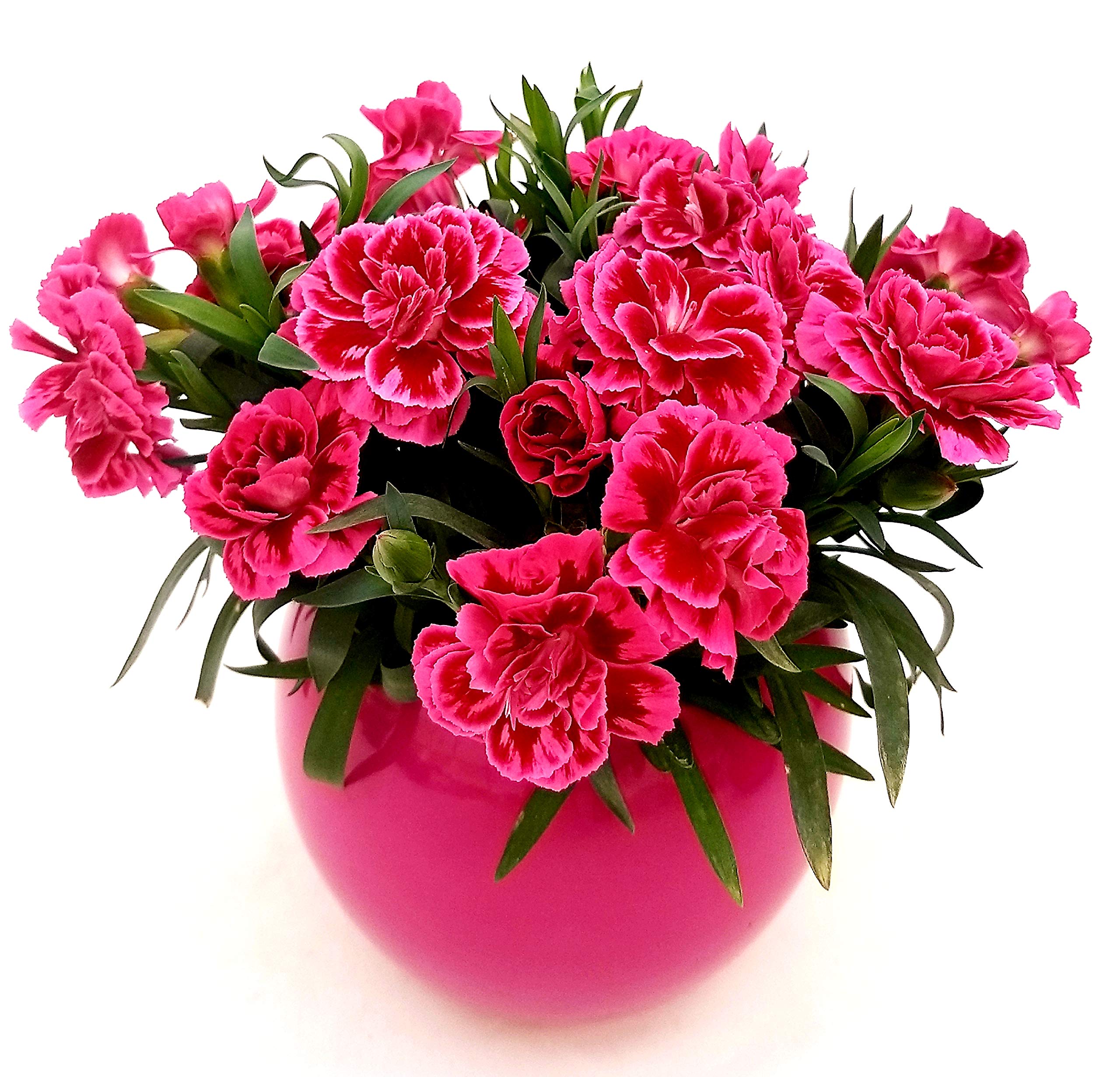 POWERS TO FLOWERS - GAROFANO PEEMAN IN VASO CERAMICA FUCSIA, pianta vera - Powers to flowers - piante e fiori