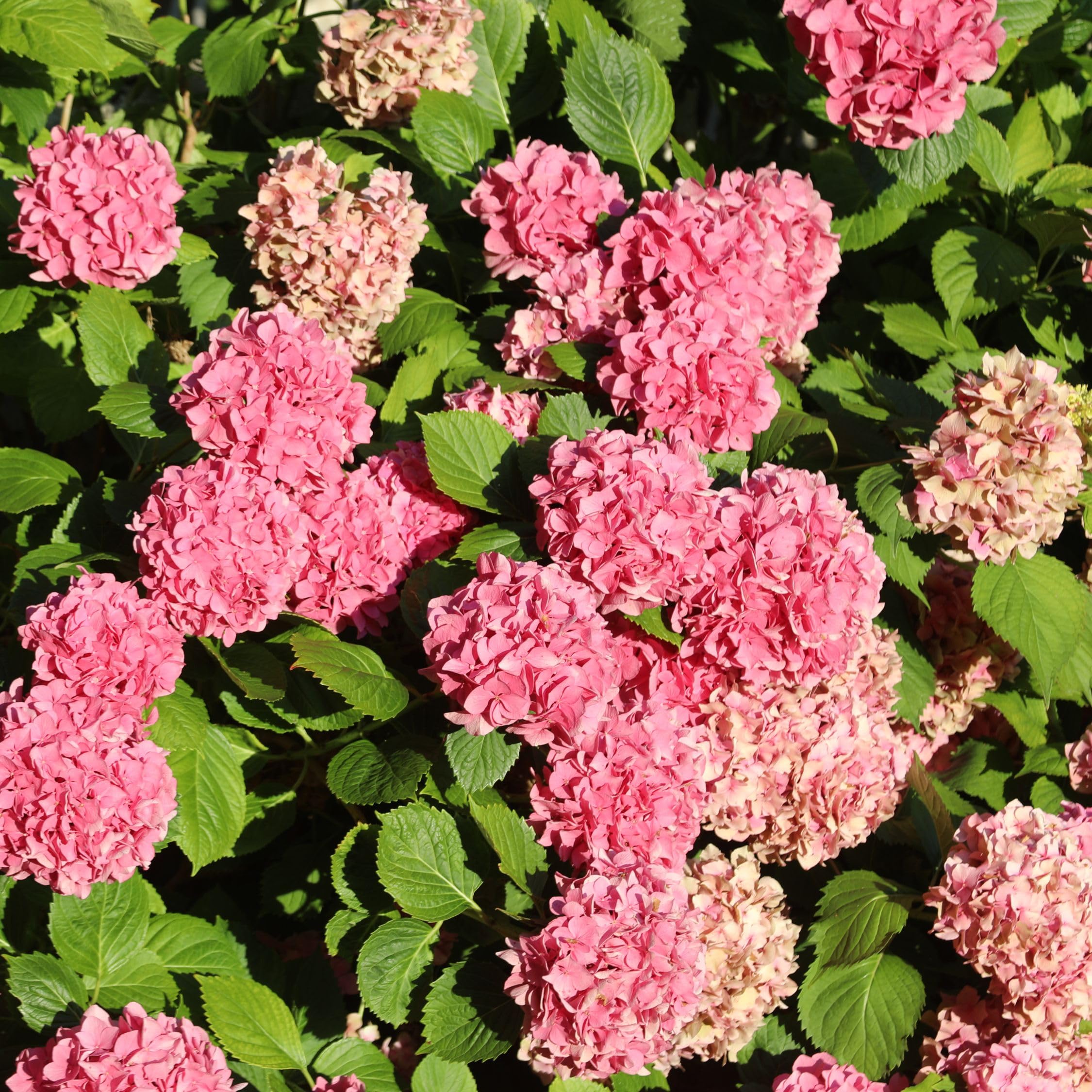 Plant in a Box - Hydrangea macrophylla 'Early Blue', 'Early Pink', 'Wudu' - Ortensia - Misto di 6 - Vaso 10,5 cm - Altezza 25-40 cm