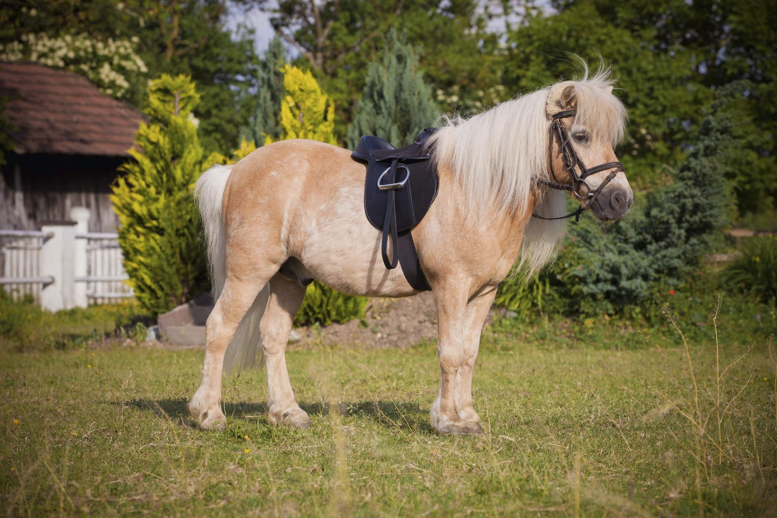 Kerbl Economy Pony 325415 zestaw siodełek, czarny