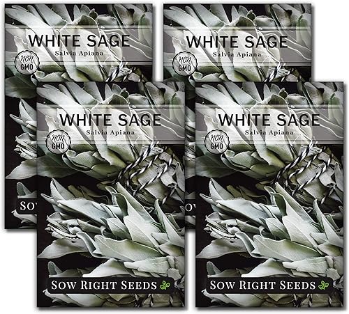 Sow Right Seeds - Semilla de salvia blanca para plantar - Paquete de reliquia sin OMG con instrucciones para plantar y cultivar un jardín de hierbas