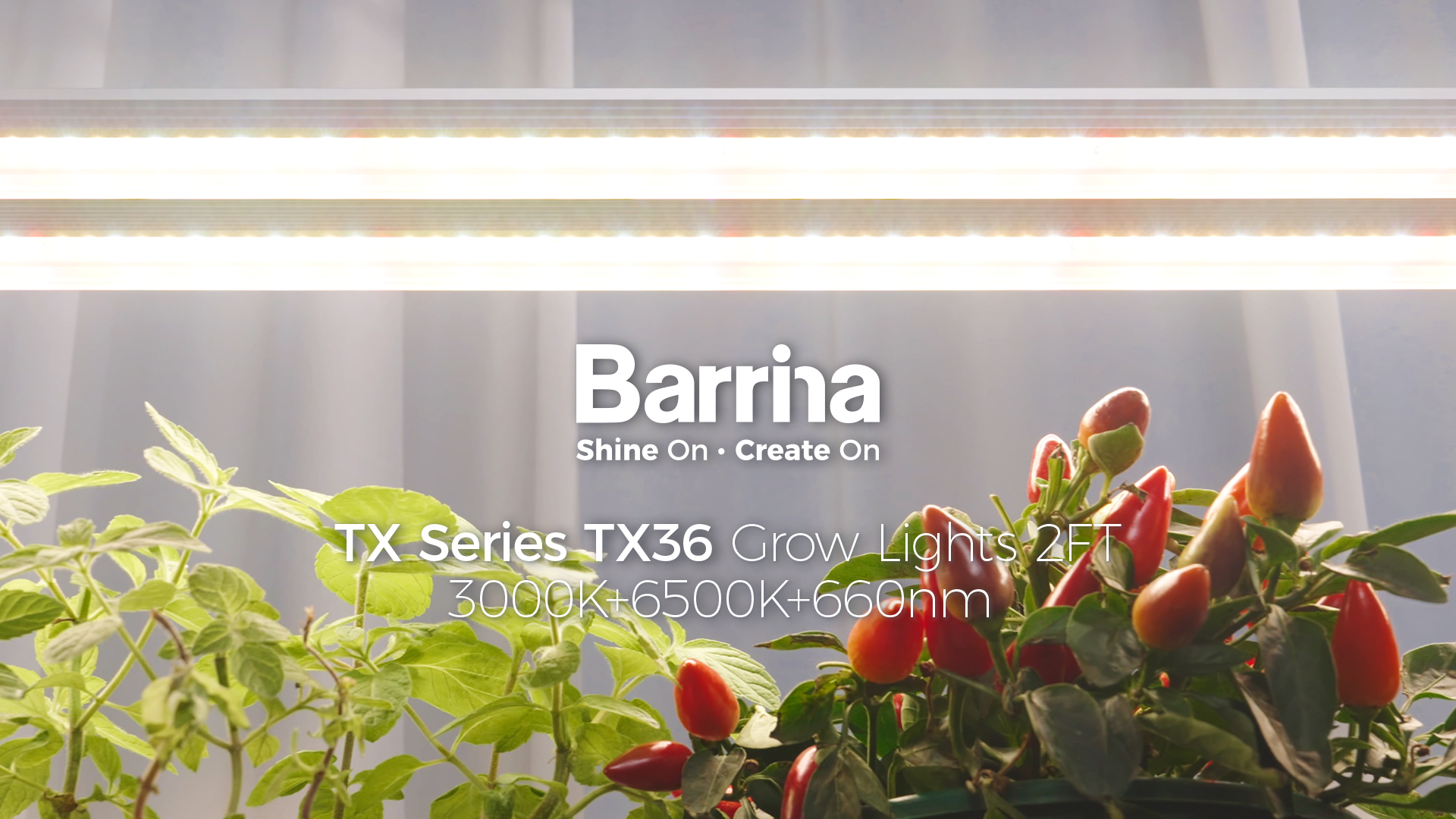 Image of Barrina TX36 2FT Grow Light, 144W(4 x 36W, 800W Equivalent), High PPFD, Full Spectrum, Mechanical Timer, Hanging Plant Lights for Indoor Growing, Seedlings with On /Off Switch, Linkable, 4 Packs
