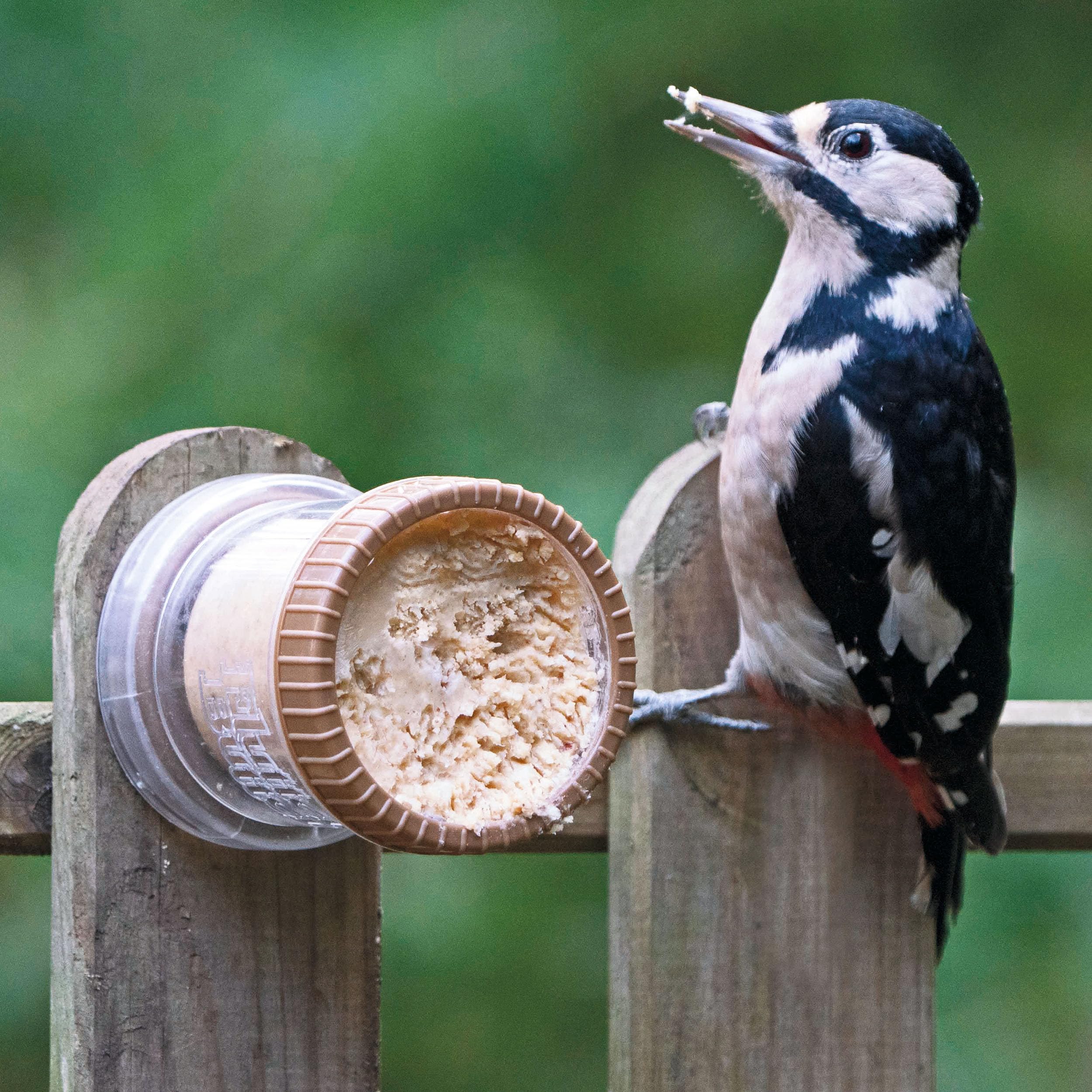 – Flutter Butter® Wall Feeder For Garden and Wild Birds - Jacobi Jayne® Flutter Butter® Feeder - Perfect for garden sheds and fences