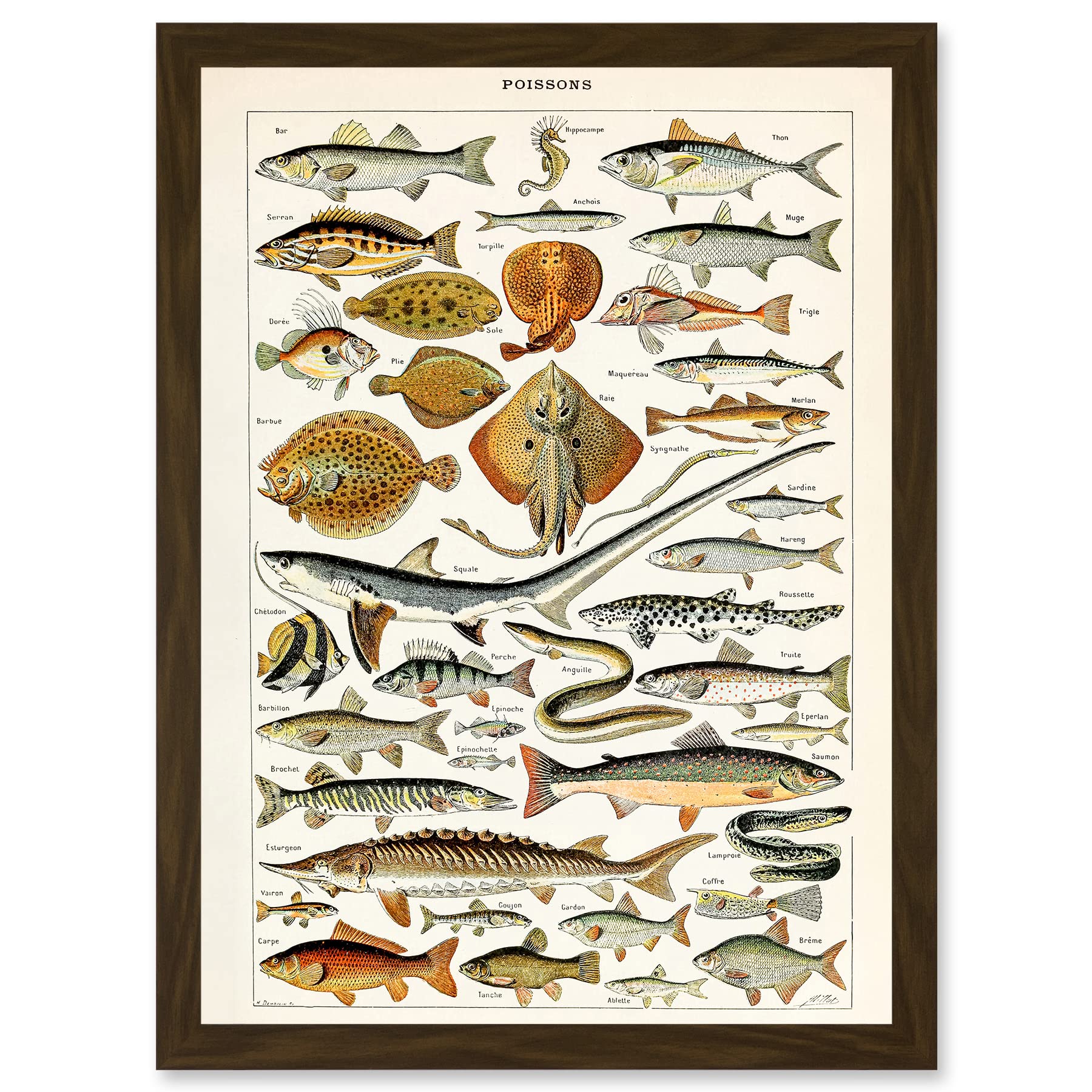 Artery8 Millot Encyclopedia vintage Fish Shark Ray Nature Artwork Framed Wall Art Print A4