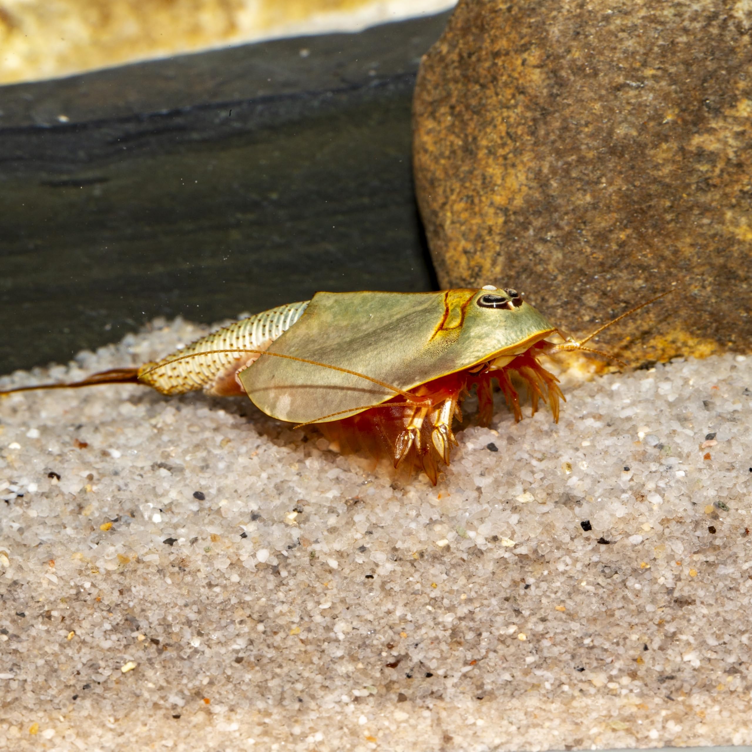 Triops longicaudatus Starterset: Urzeitkrebse Eier, 2,5 l Aquarium, Zubehör, Futter und Anleitung