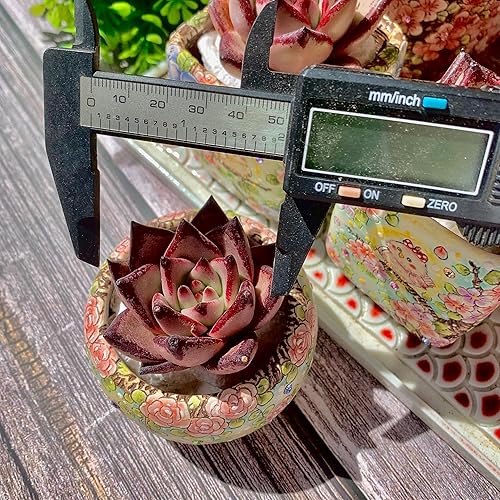Miniatura 3 de Echeveria agavoides Romeo - Kit de suculentas, con maceta de plástico, 1 cabeza de 2 pulgadas, planta viva de 2 pulgadas, suelo comprimido y guía,