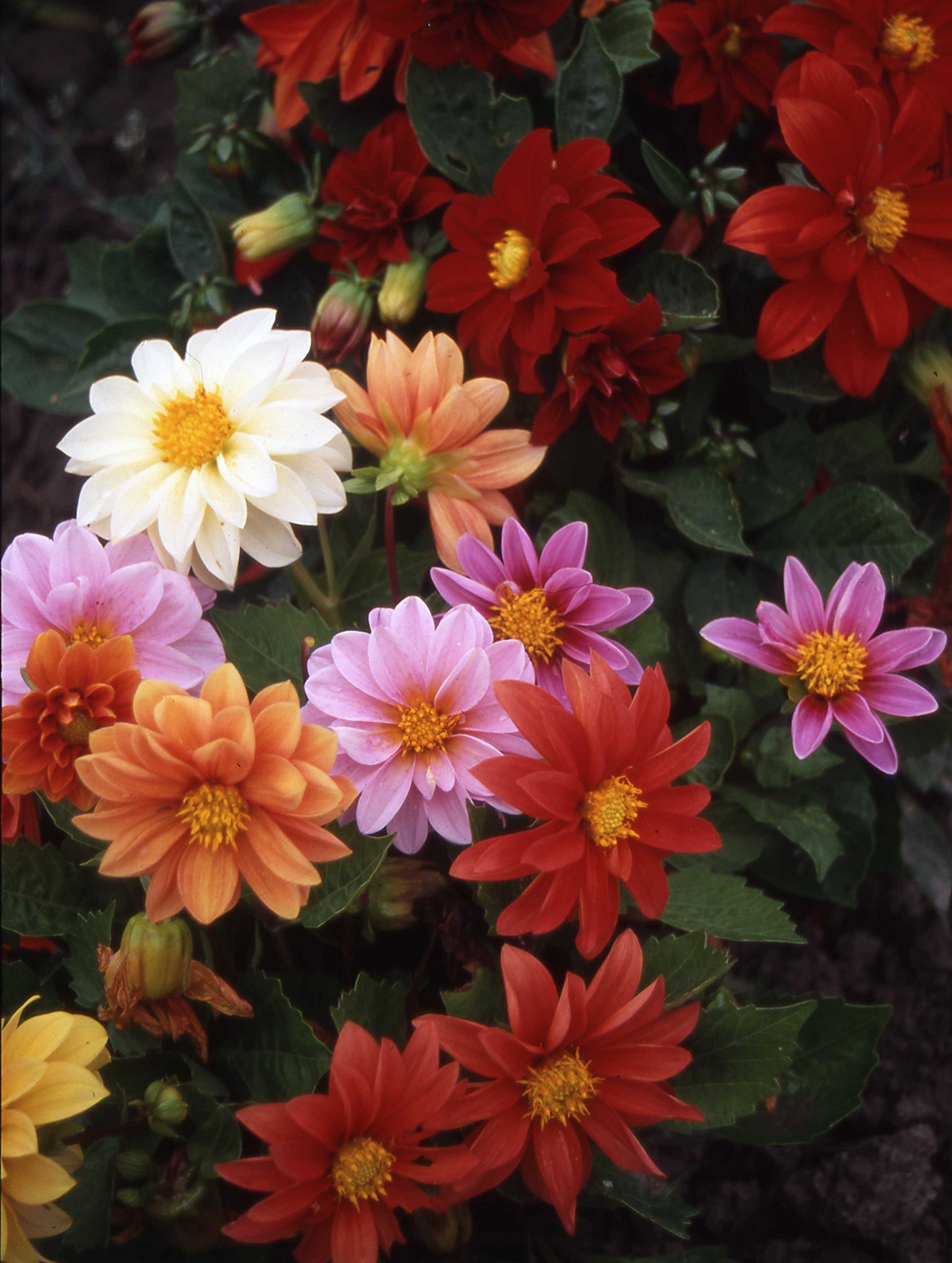 Dahlia Early Bird Mixed - Dahlia variabilis Flower Seeds, Colourful Mixed Flowers Home Garden Planting by Heavy Torch, 50 Seeds
